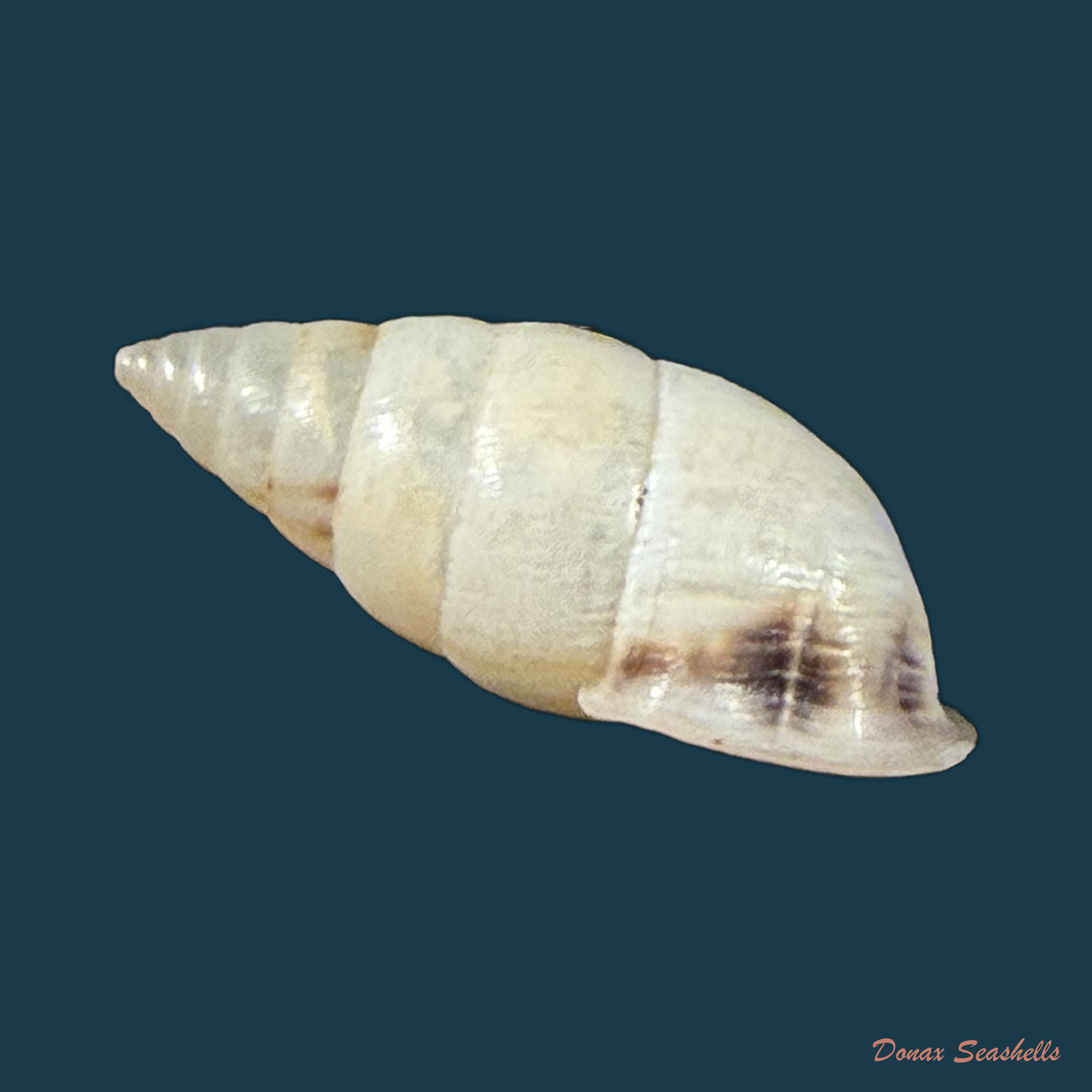 Cyclodontina fasciata (Potiez & Michaud, 1838) - 22,9mm