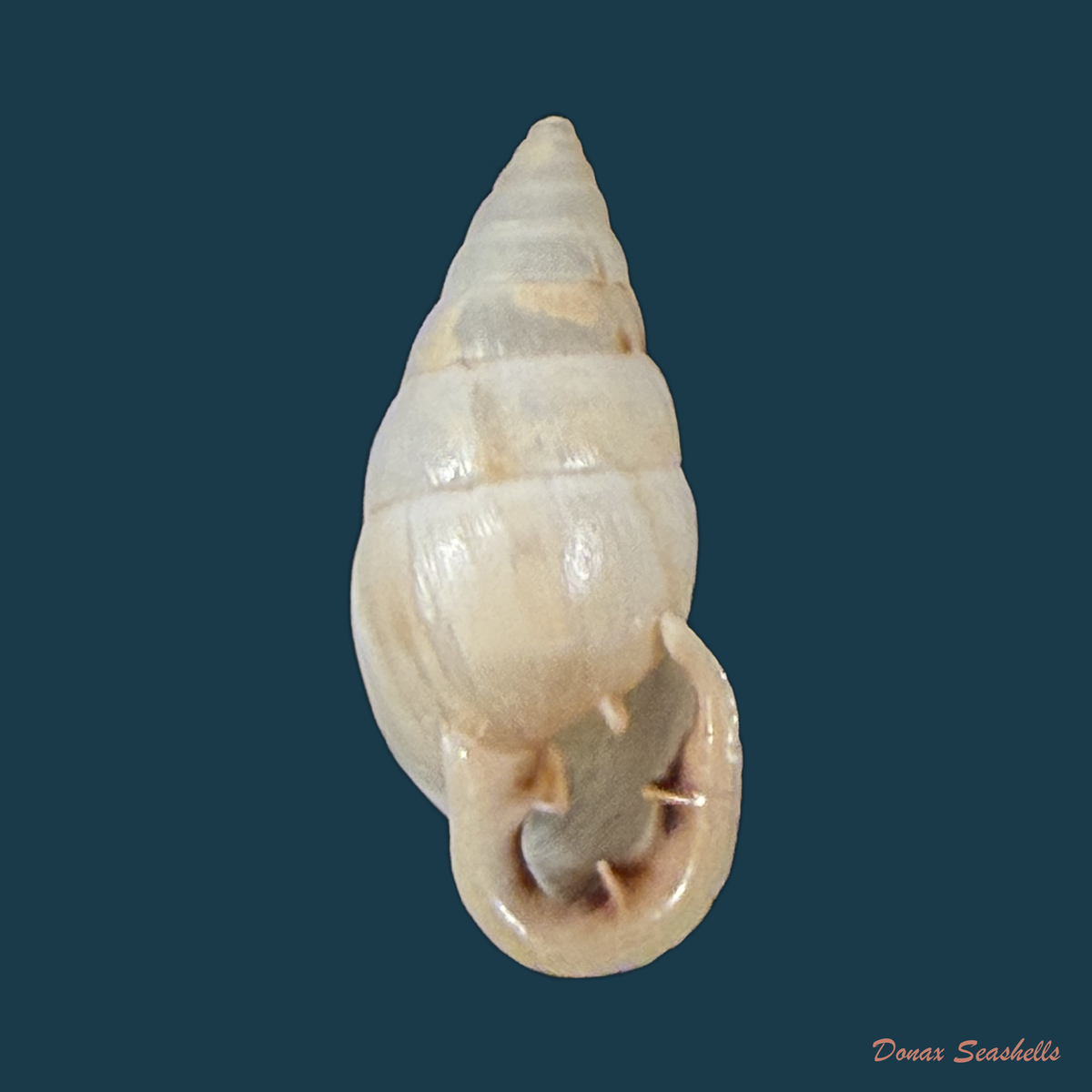 Cyclodontina fasciata (Potiez & Michaud, 1838) - 22,9mm
