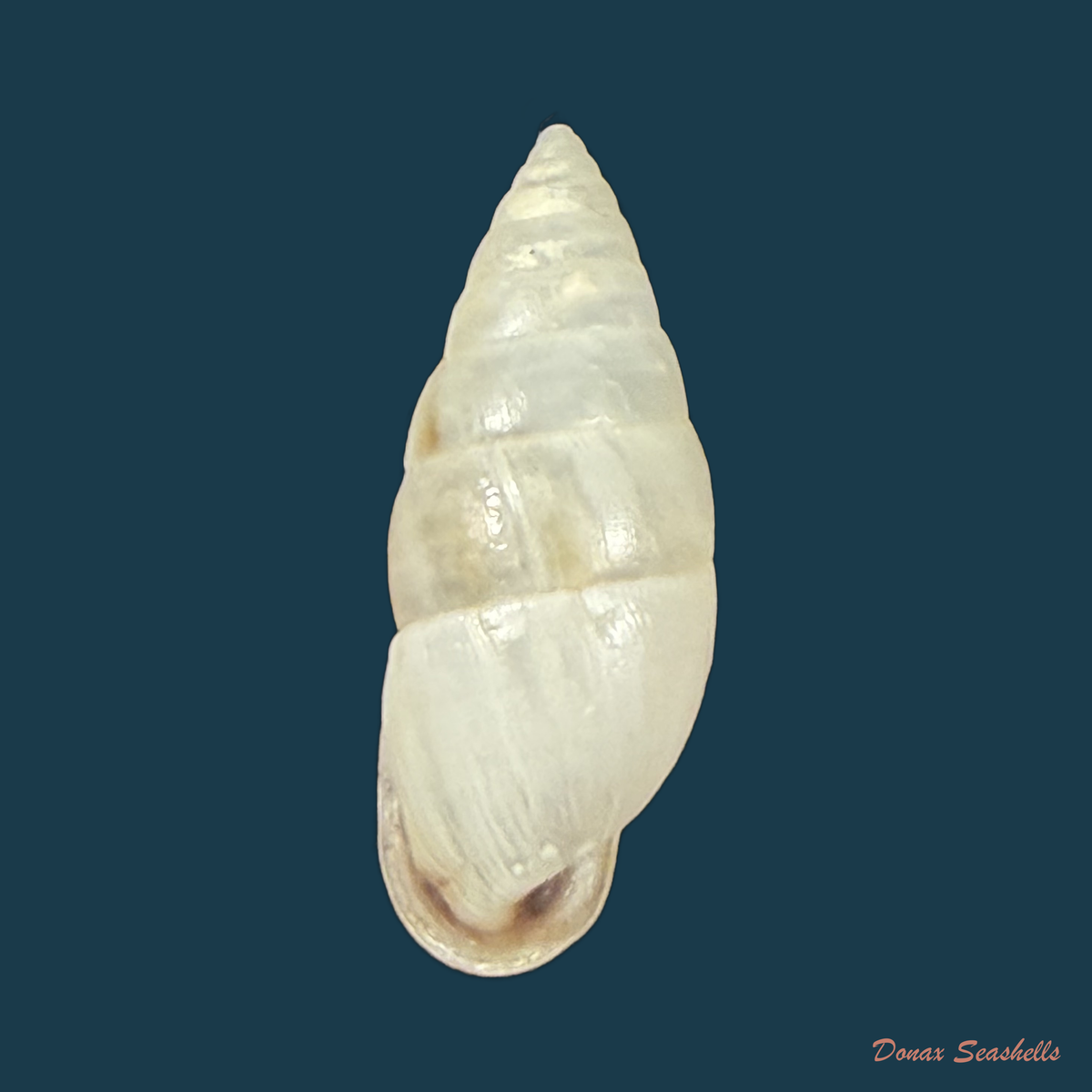 Cyclodontina fasciata (Potiez & Michaud, 1838) - 23,5mm