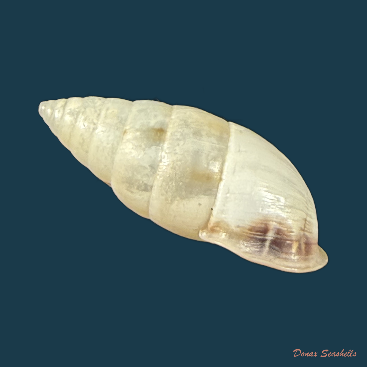 Cyclodontina fasciata (Potiez & Michaud, 1838) - 23,5mm
