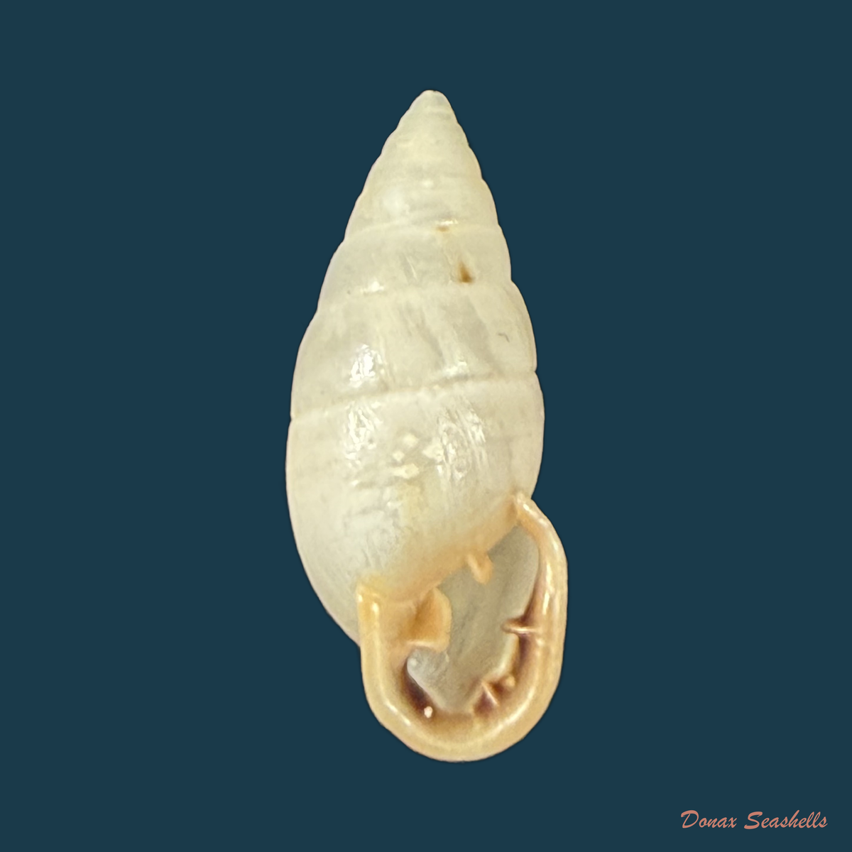 Cyclodontina fasciata (Potiez & Michaud, 1838) - 23,5mm