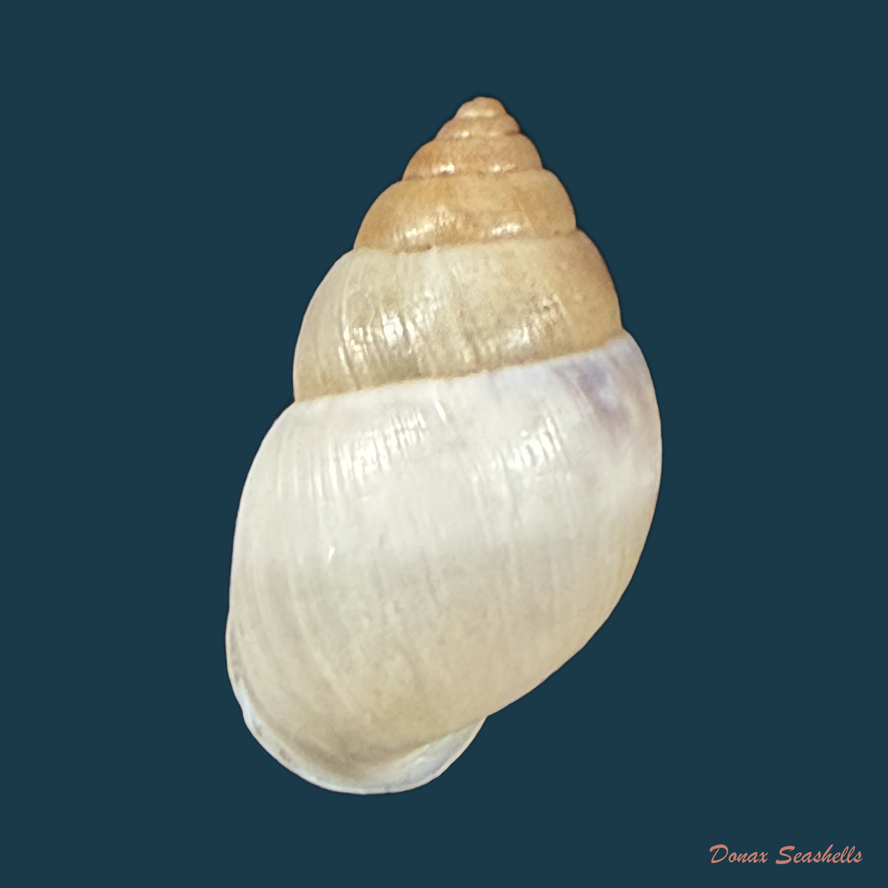 Alterorhinus rochai (F. Baker, 1914) - 22,3mm