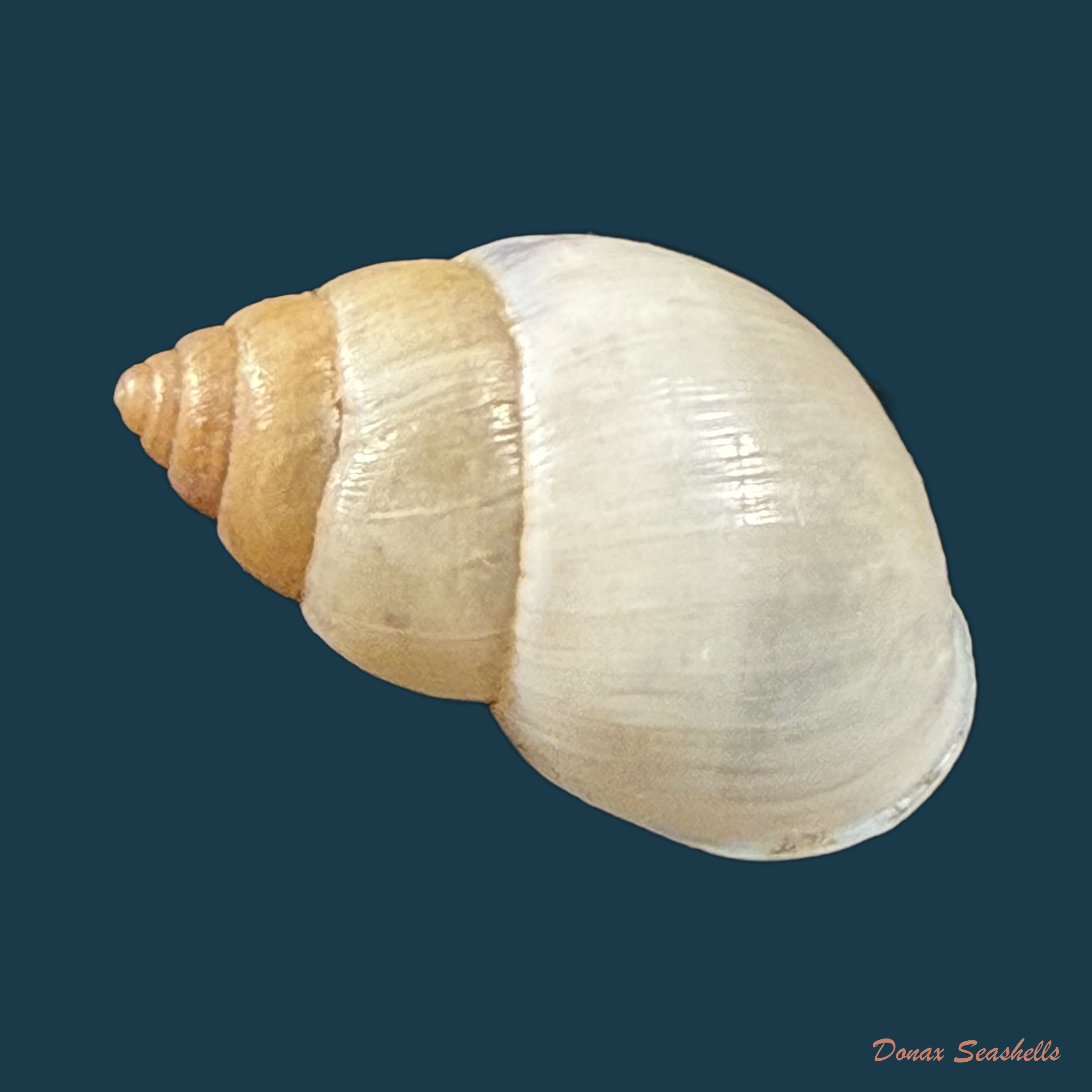 Alterorhinus rochai (F. Baker, 1914) - 22,3mm