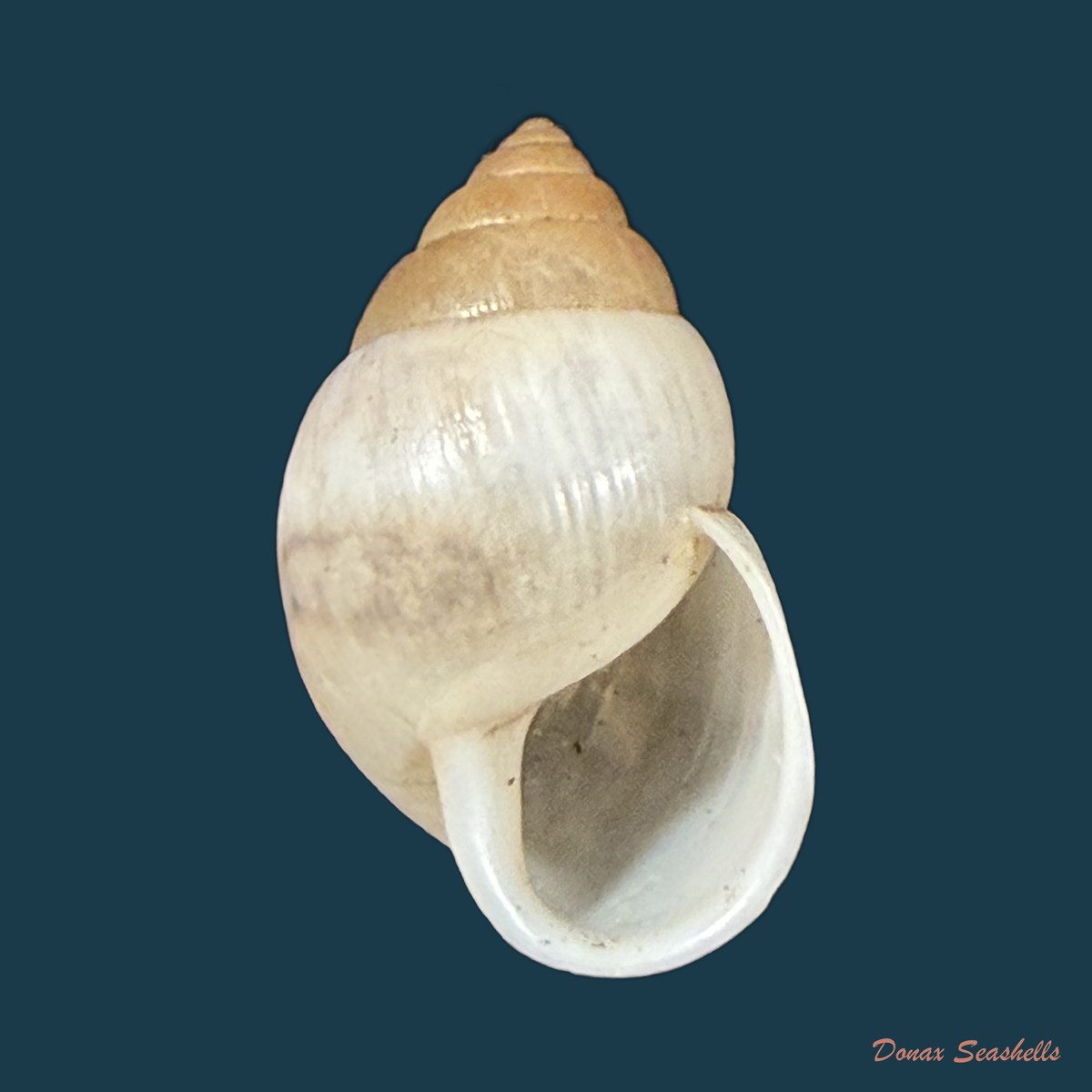 Alterorhinus rochai (F. Baker, 1914) - 22,3mm