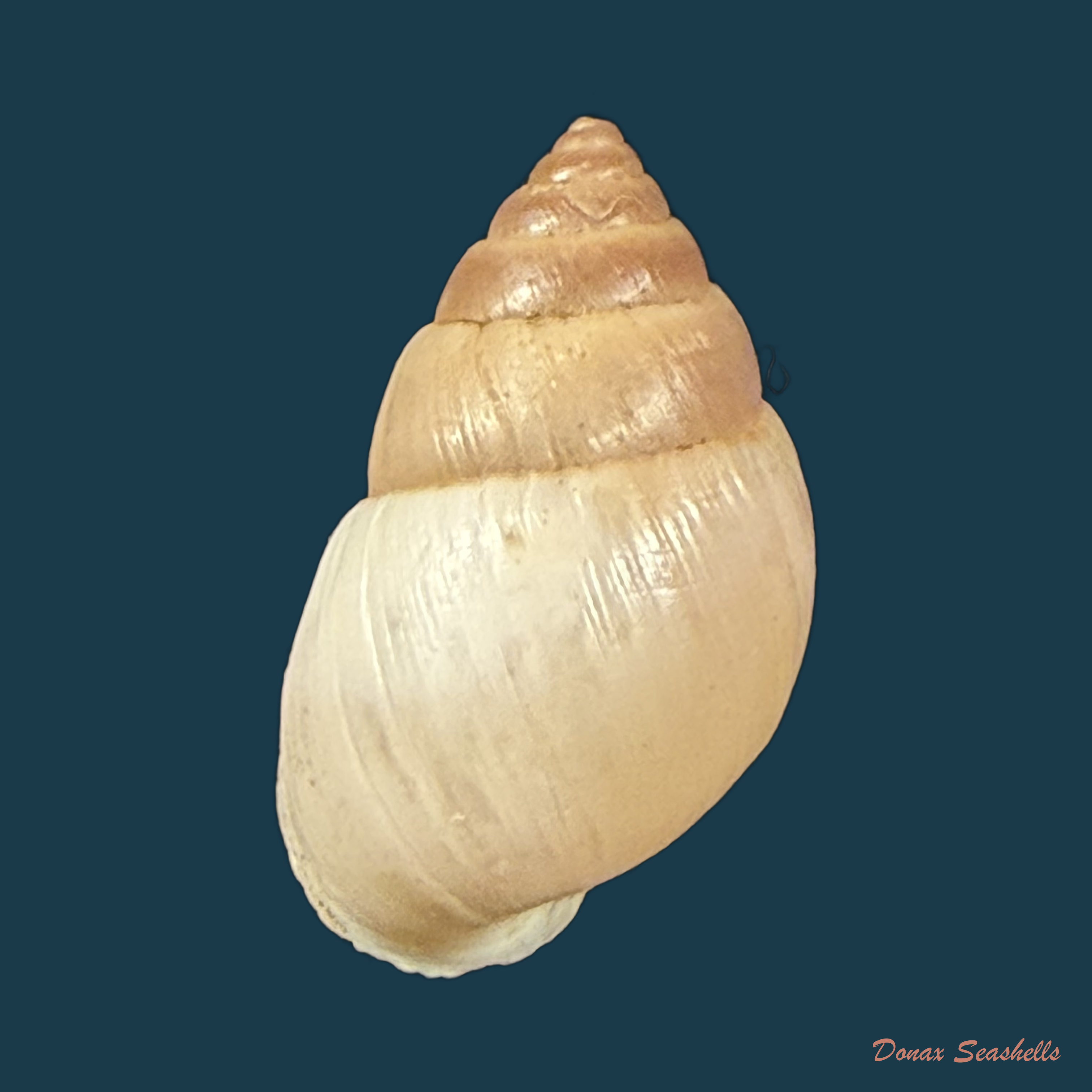 Alterorhinus rochai (F. Baker, 1914) - 23,3mm