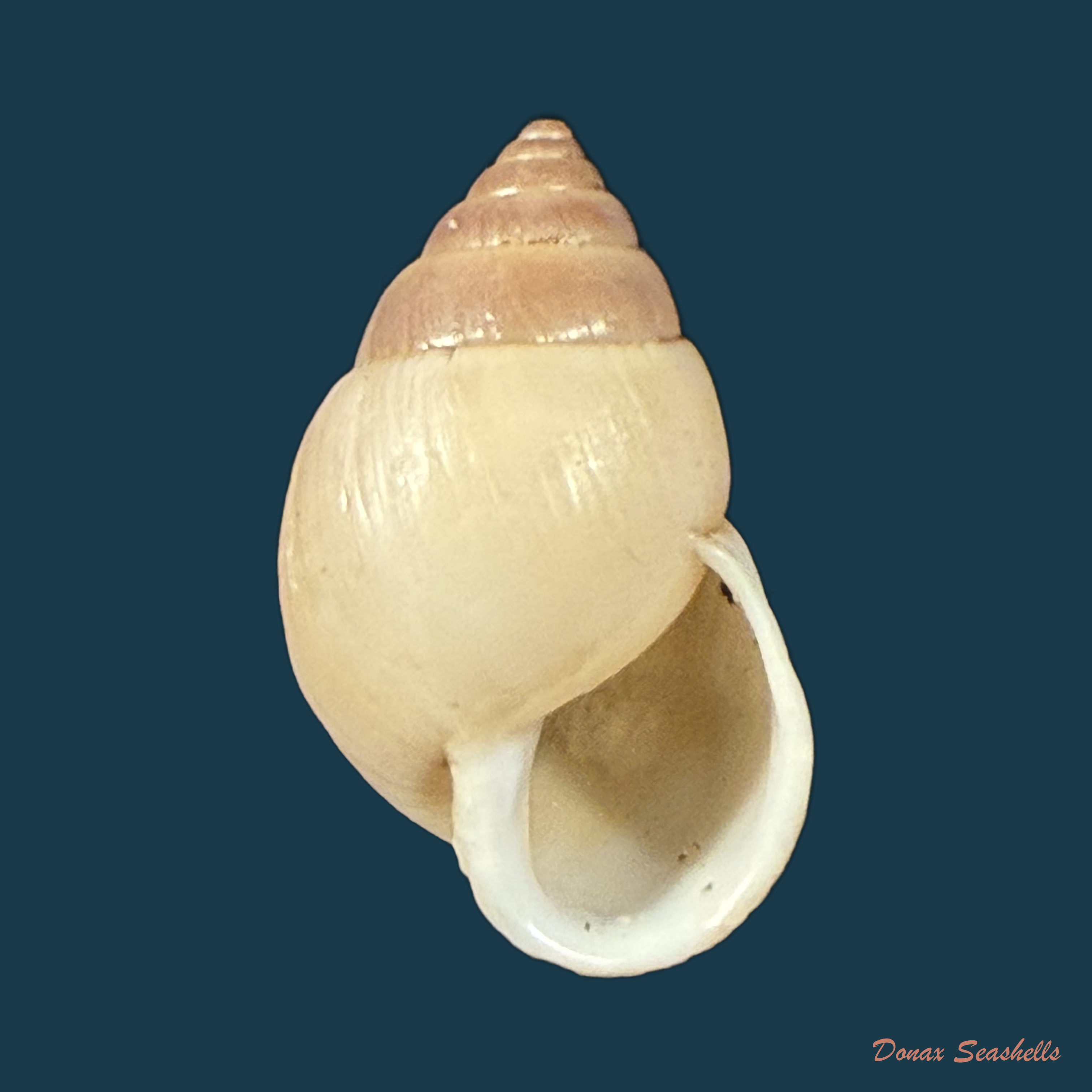 Alterorhinus rochai (F. Baker, 1914) - 23,3mm