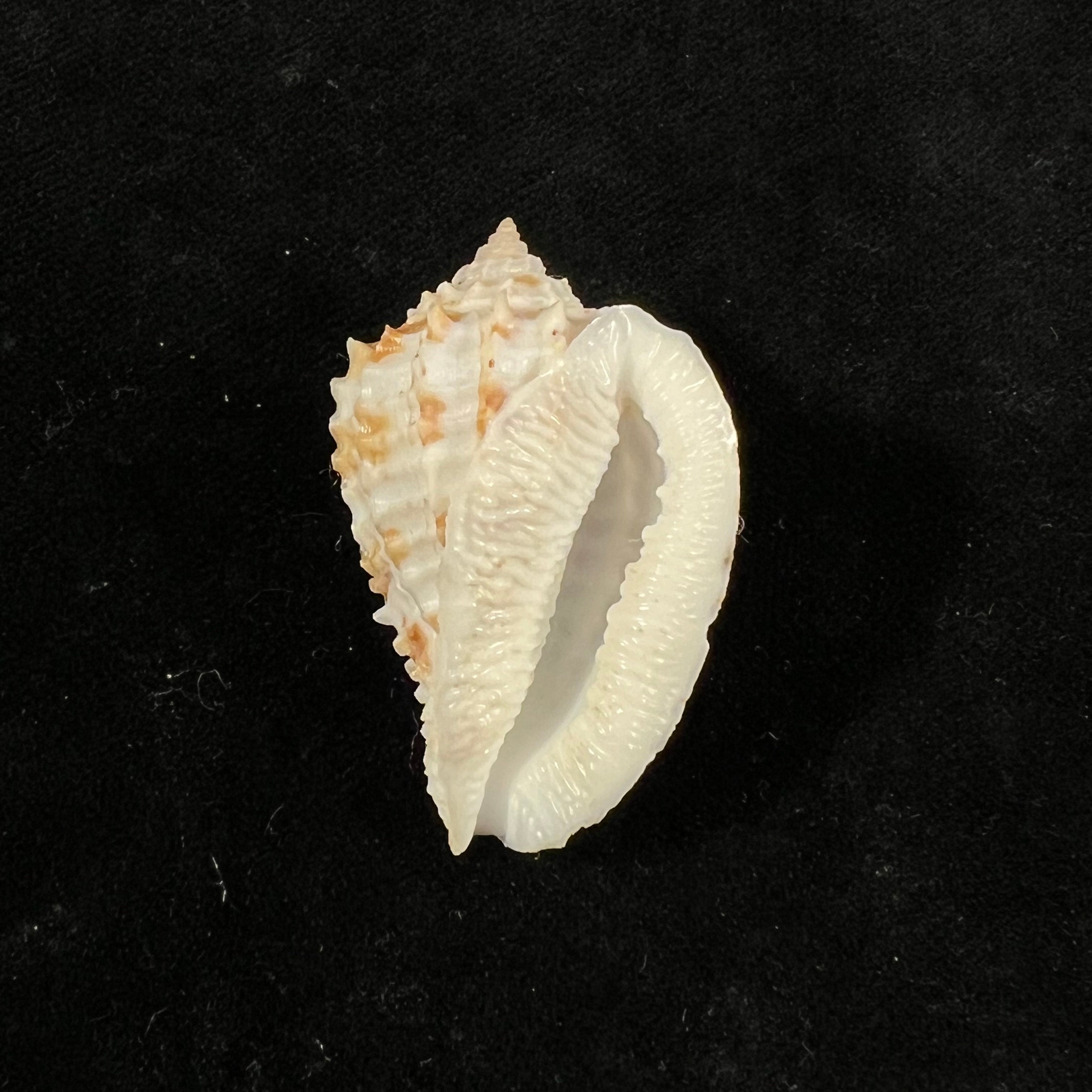 Morum ninomiyai WK 艾默生，1986 - 41,2mm