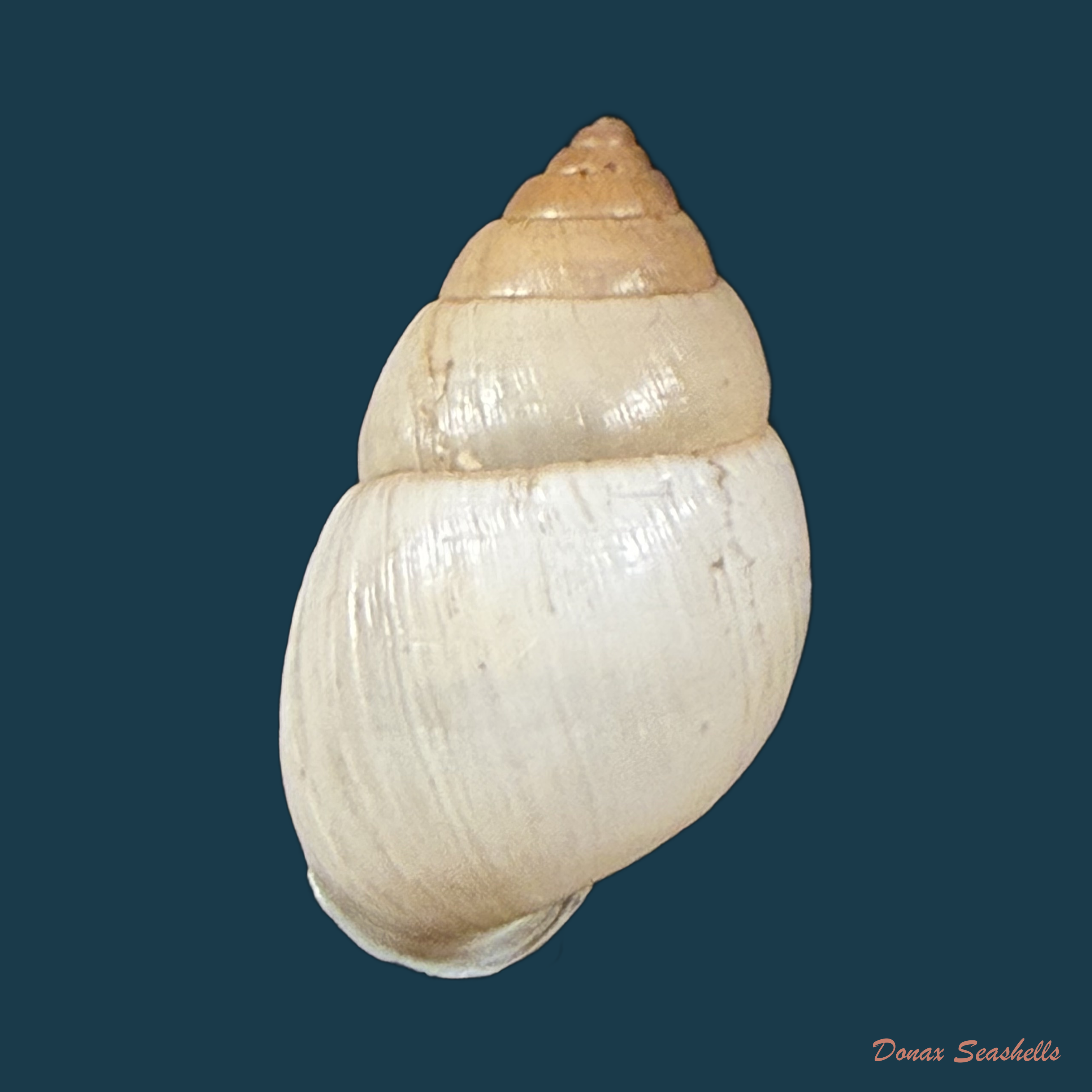 Alterorhinus rochai (F. Baker, 1914) - 20,1mm