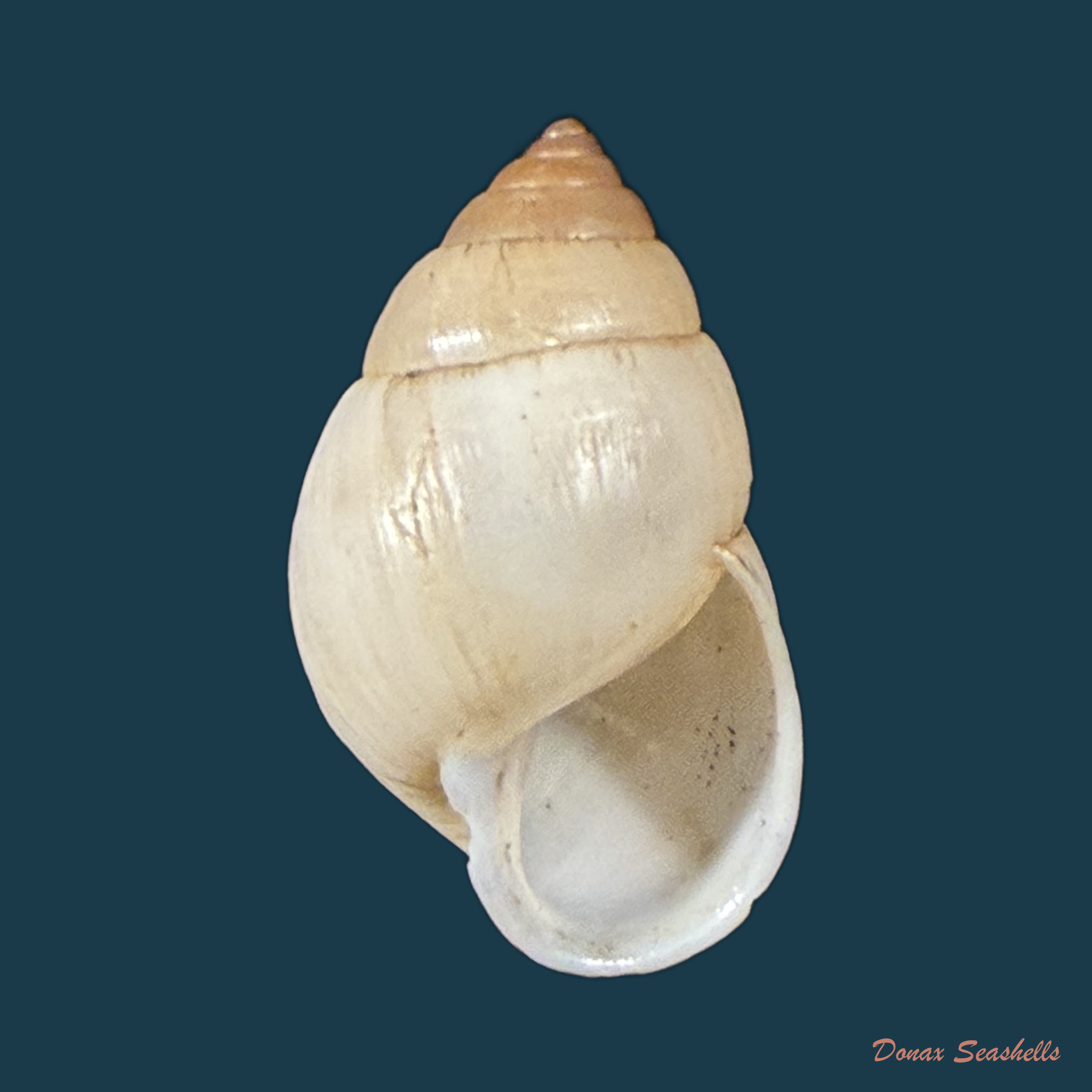 Alterorhinus rochai (F. Baker, 1914) - 20,1mm