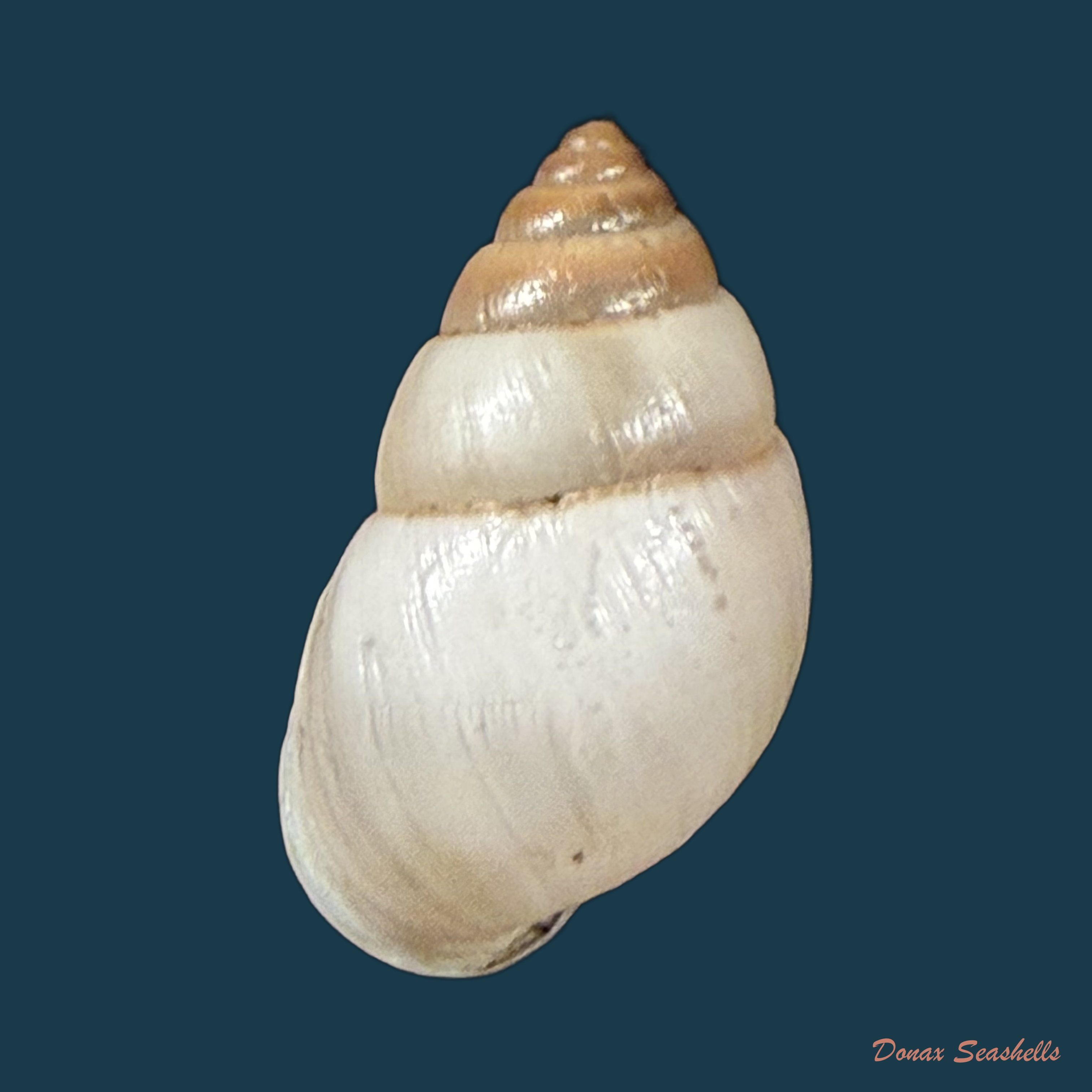 Alterorhinus rochai (F. Baker, 1914) - 20,7mm