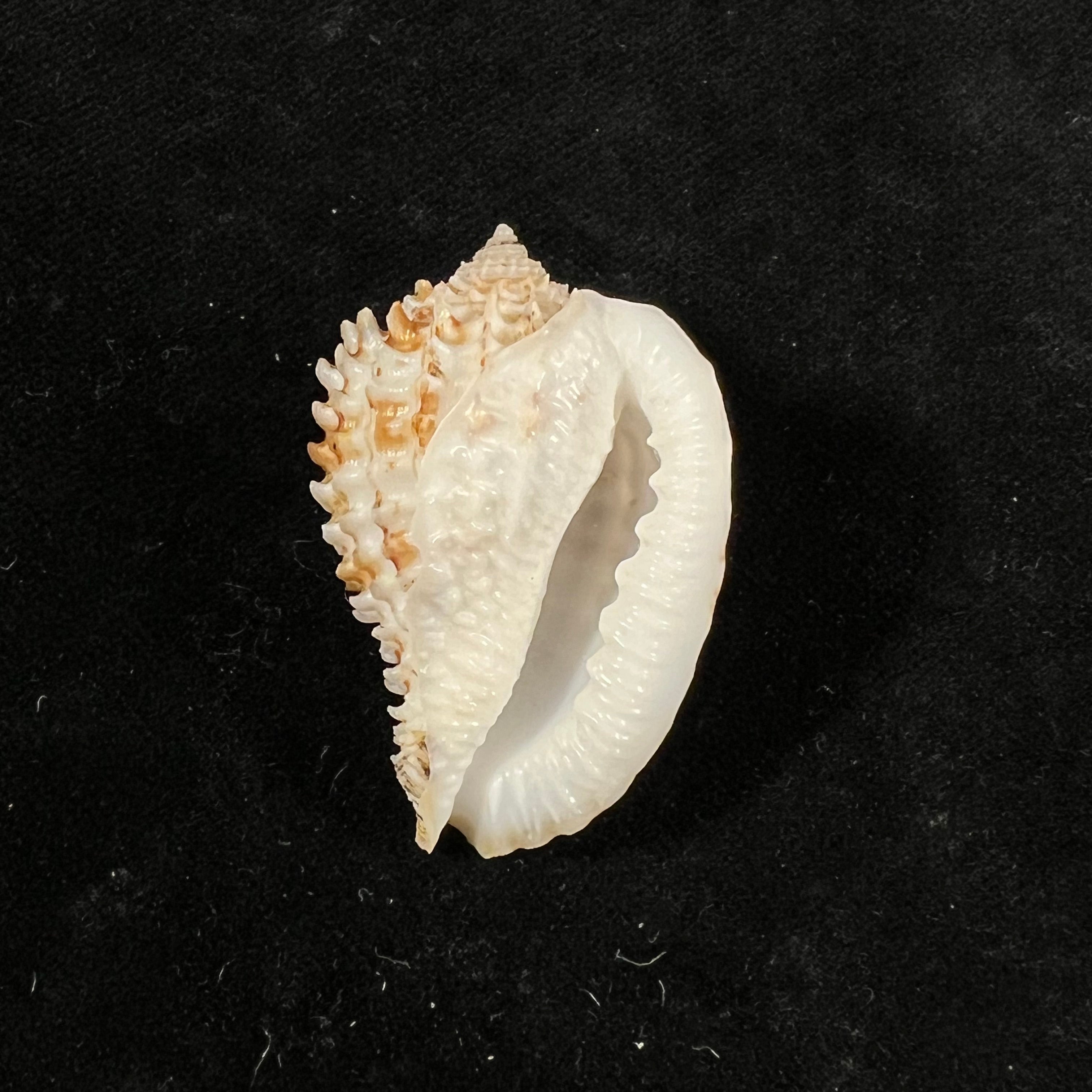 Morum ninomiyai WK 艾默生，1986 - 40,4mm