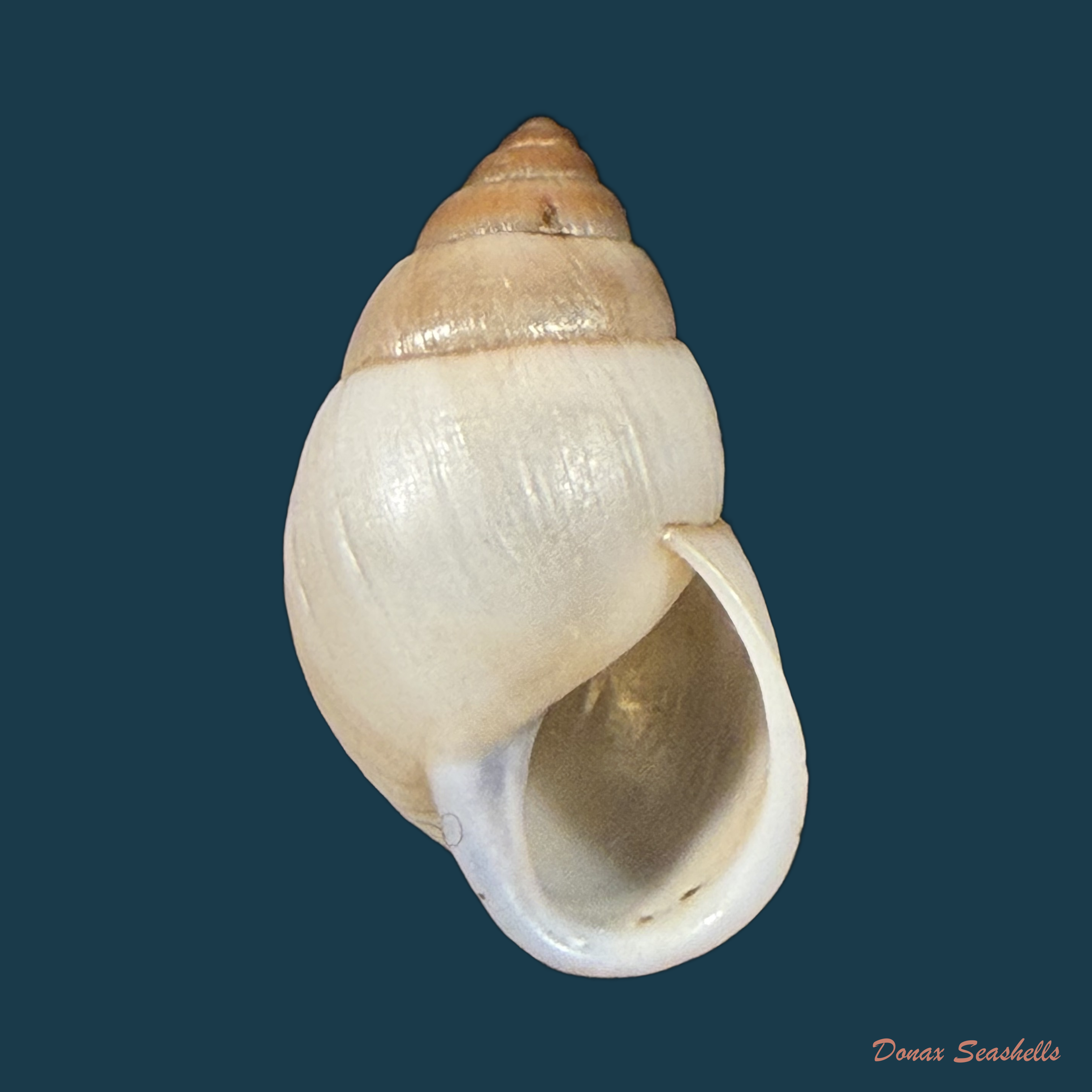 Alterorhinus rochai (F. Baker, 1914) - 20,7mm