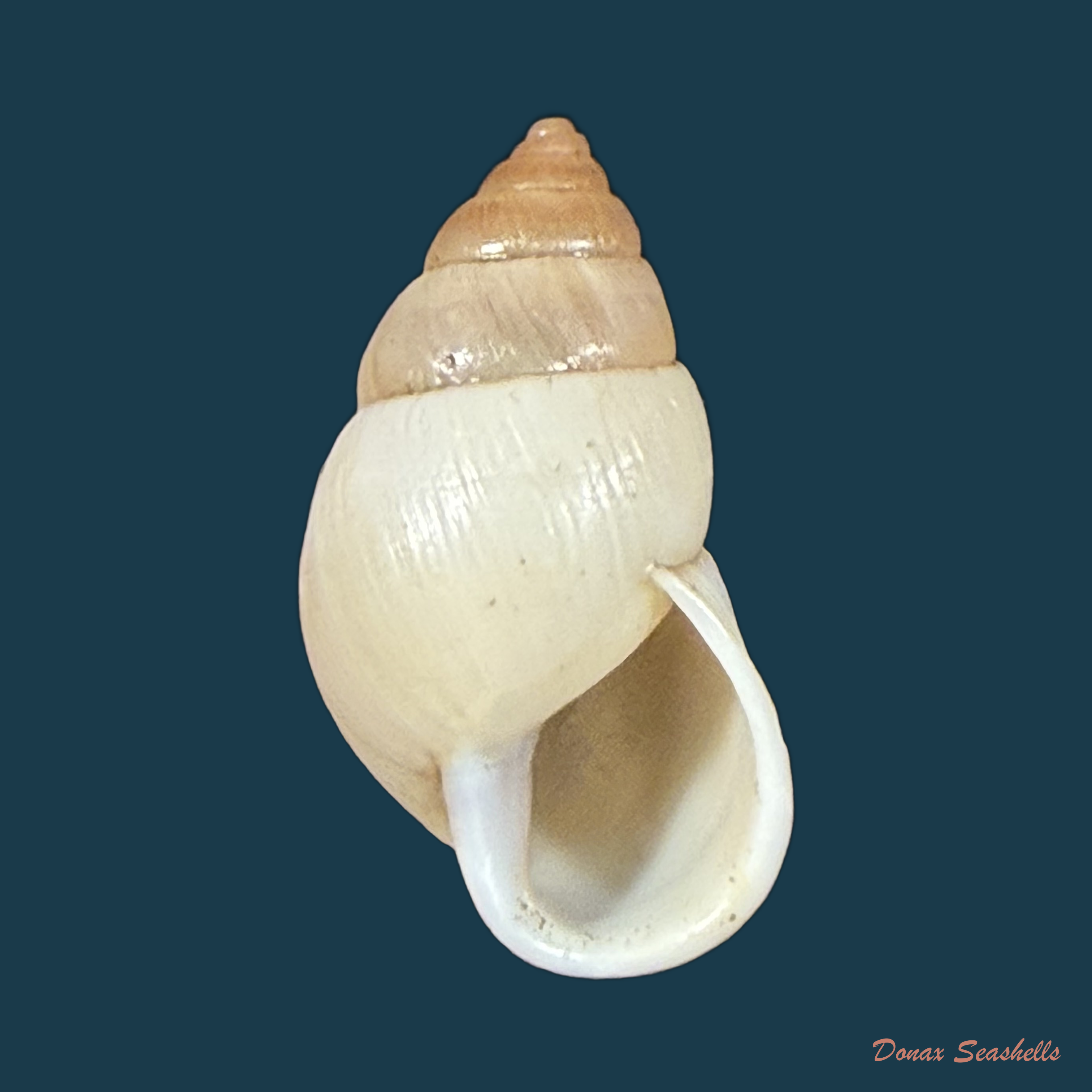 Alterorhinus constrictus (L. Pfeiffer, 1841) - 23,7mm