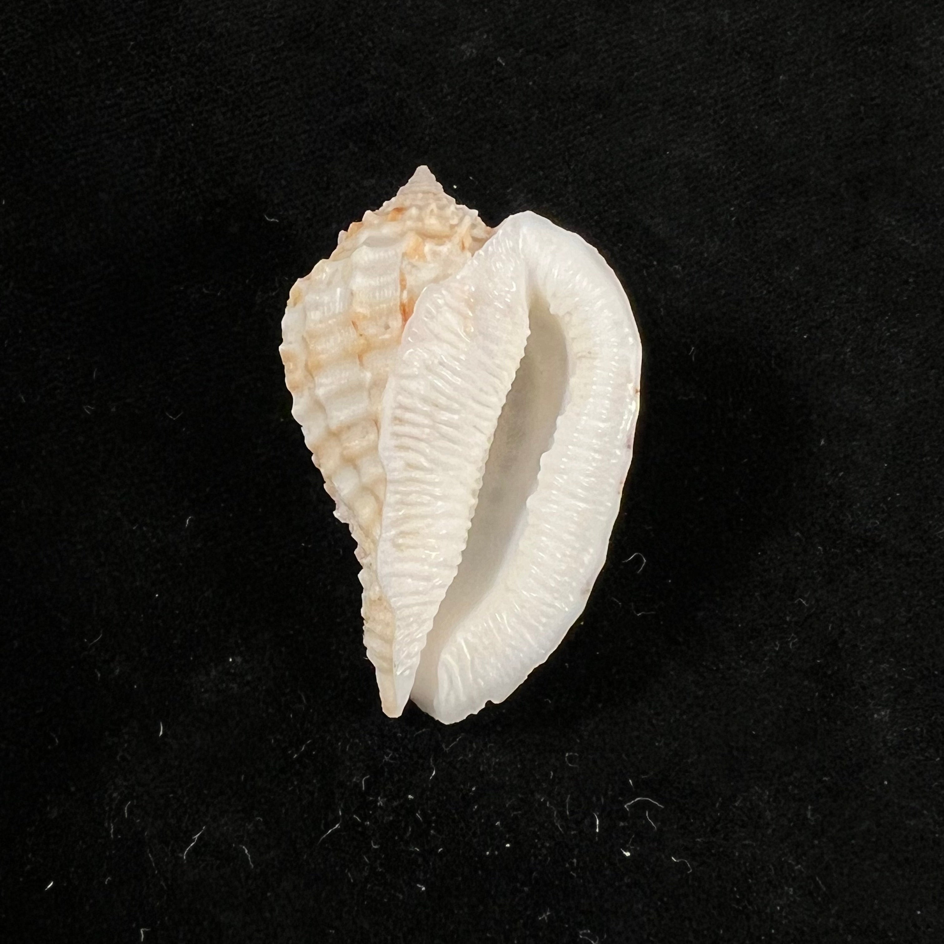 Morum ninomiyai WK 艾默生，1986 - 45,6mm