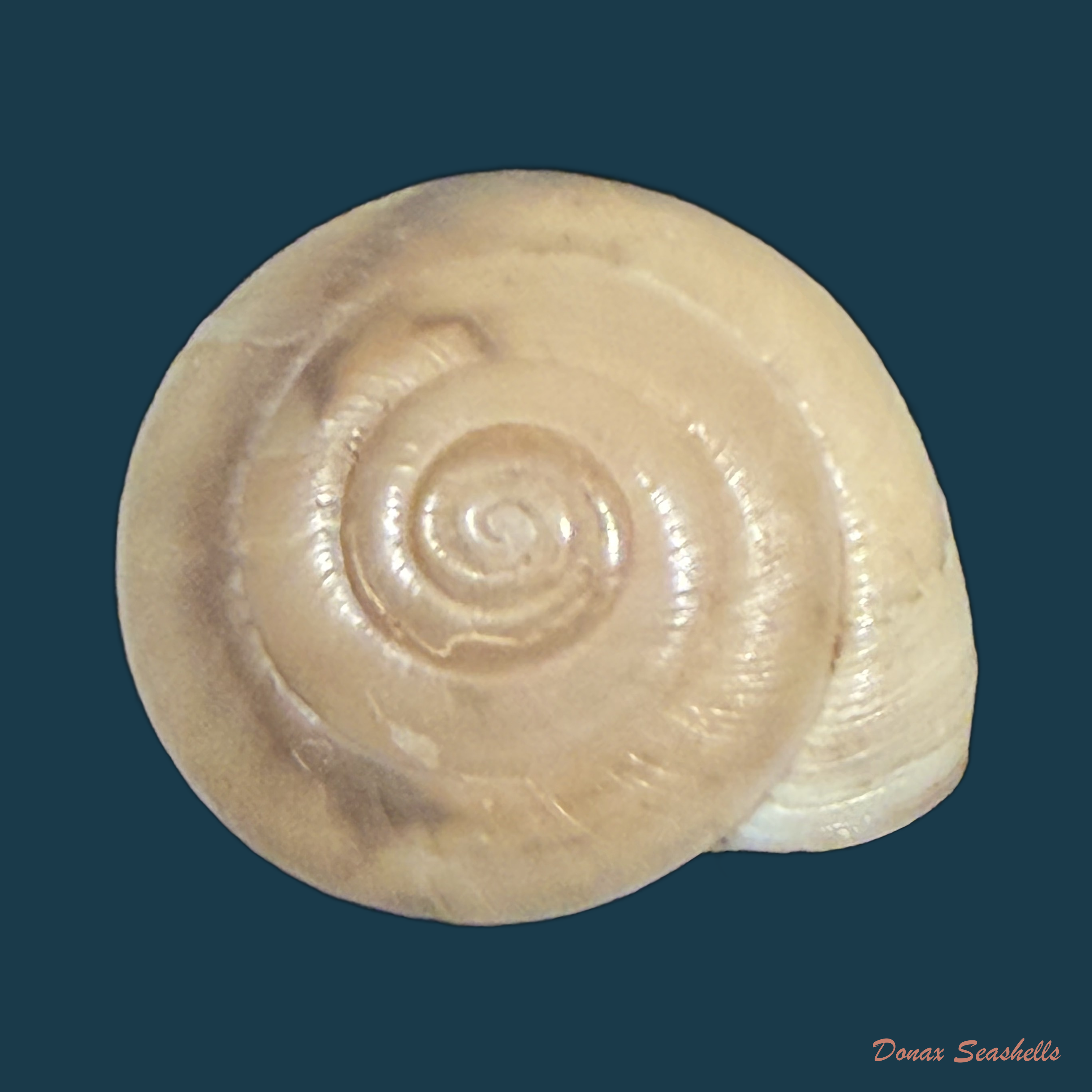 Elaphroconcha hageni (E. Weber, 1906) - 24,6mm