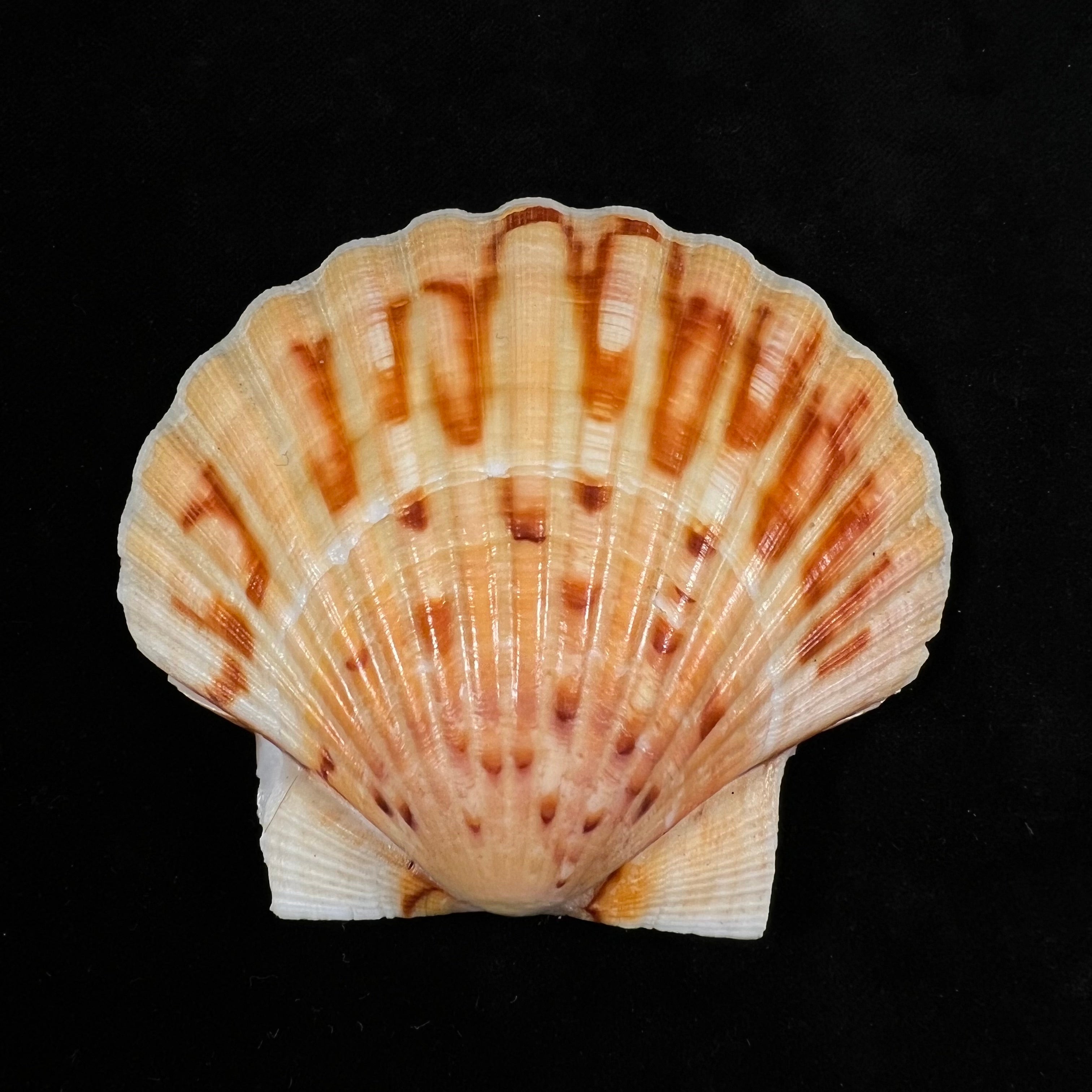 Pecten maximus (Linnaeus, 1758) - 90,3mm