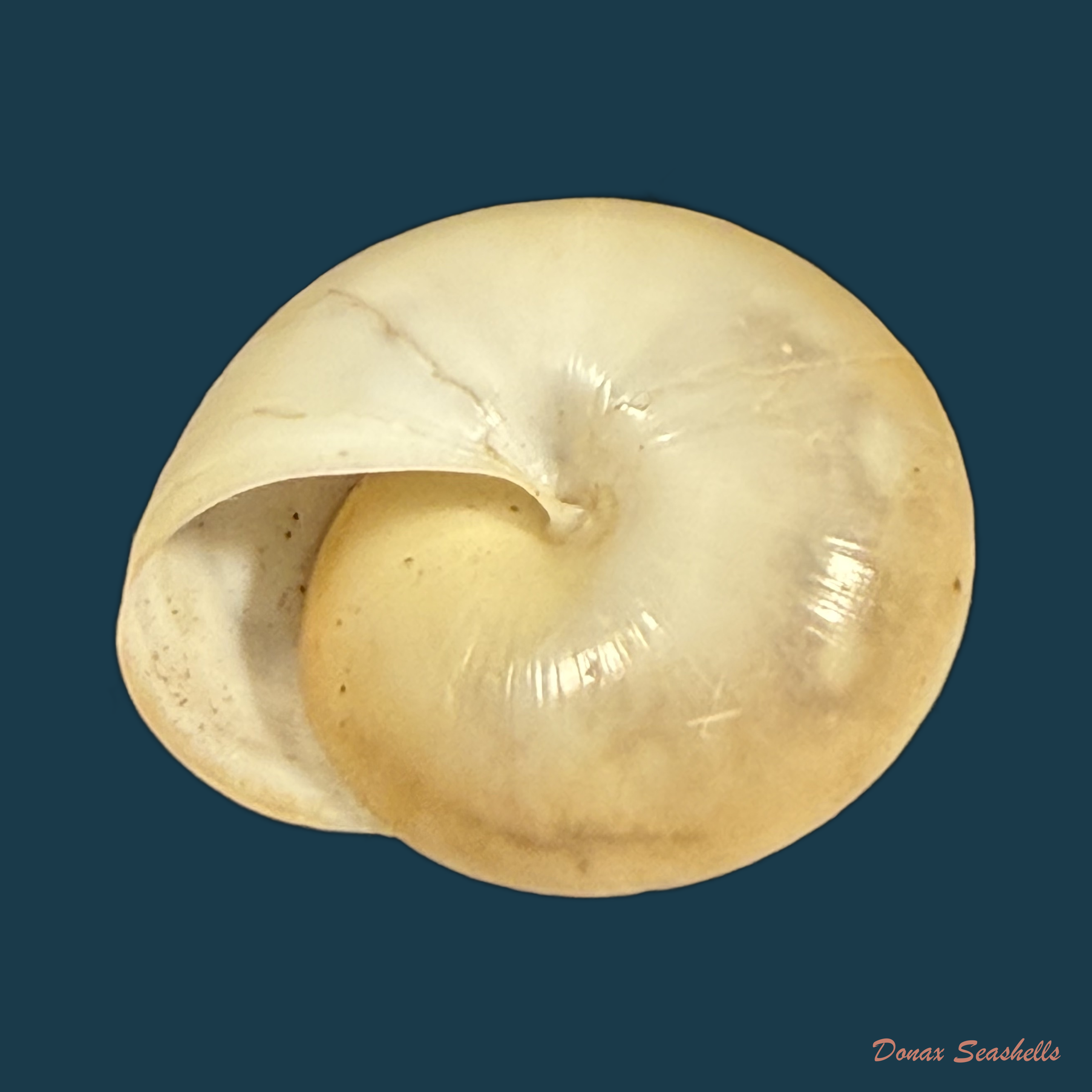 Elaphroconcha hageni (E. Weber, 1906) - 24,6mm