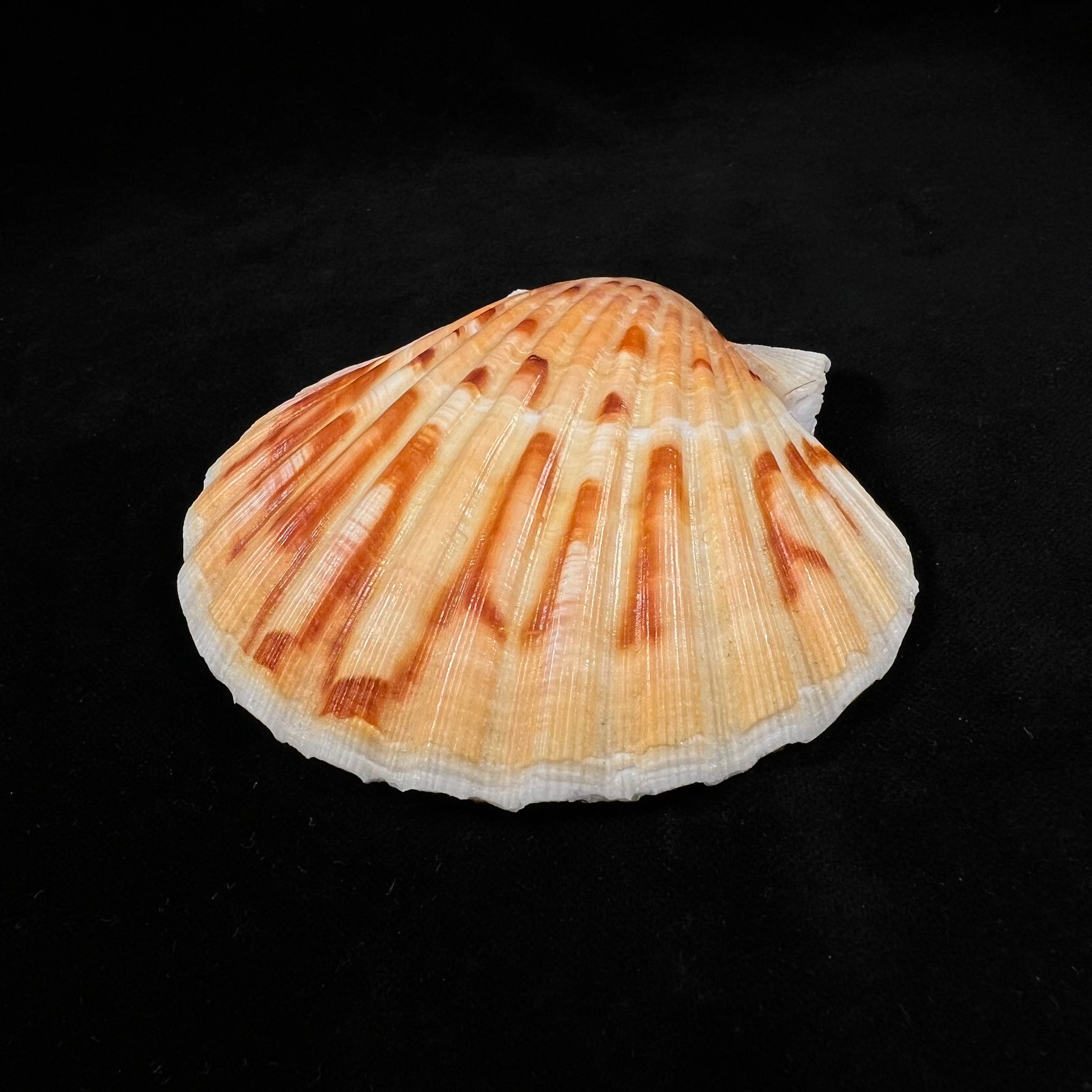 Pecten maximus (Linnaeus, 1758) - 90,3mm