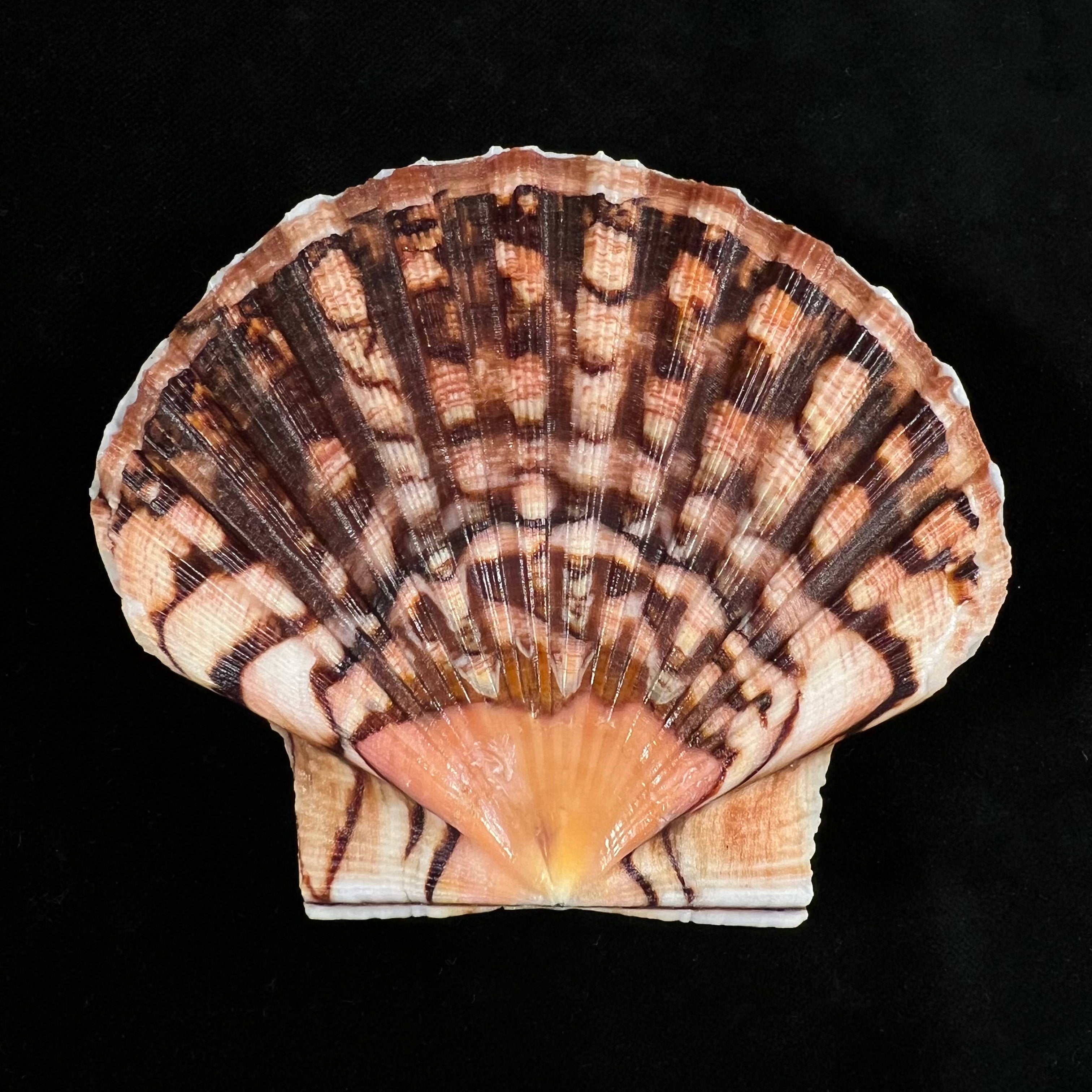 Pecten maximus (Linnaeus, 1758) - 90,3mm