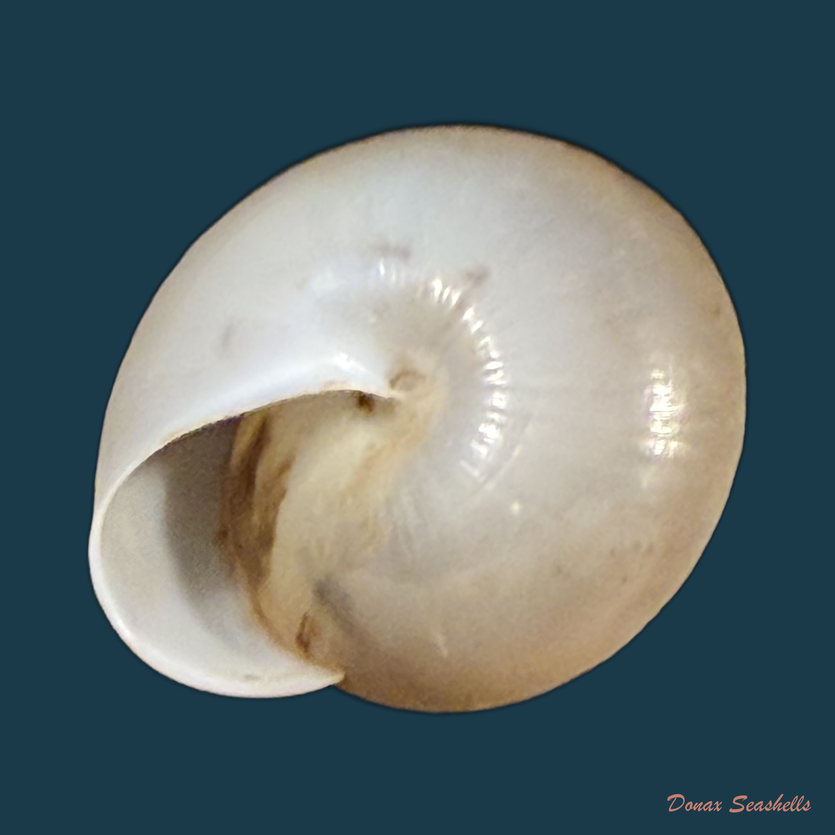 Elaphroconcha hageni (E. Weber, 1906) - 25,4mm