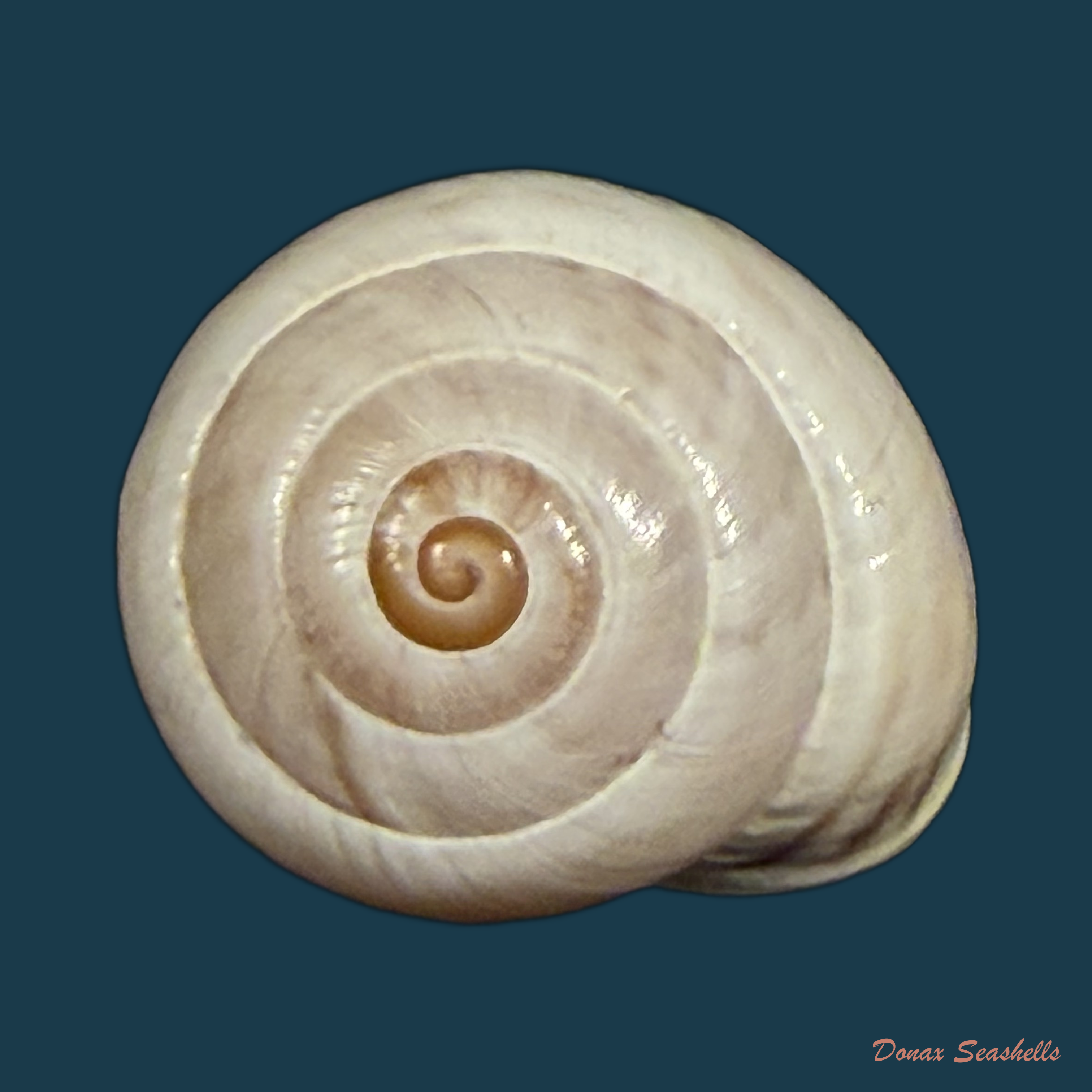 Alabastrina soluta (Michaud, 1833) - 19,1mm