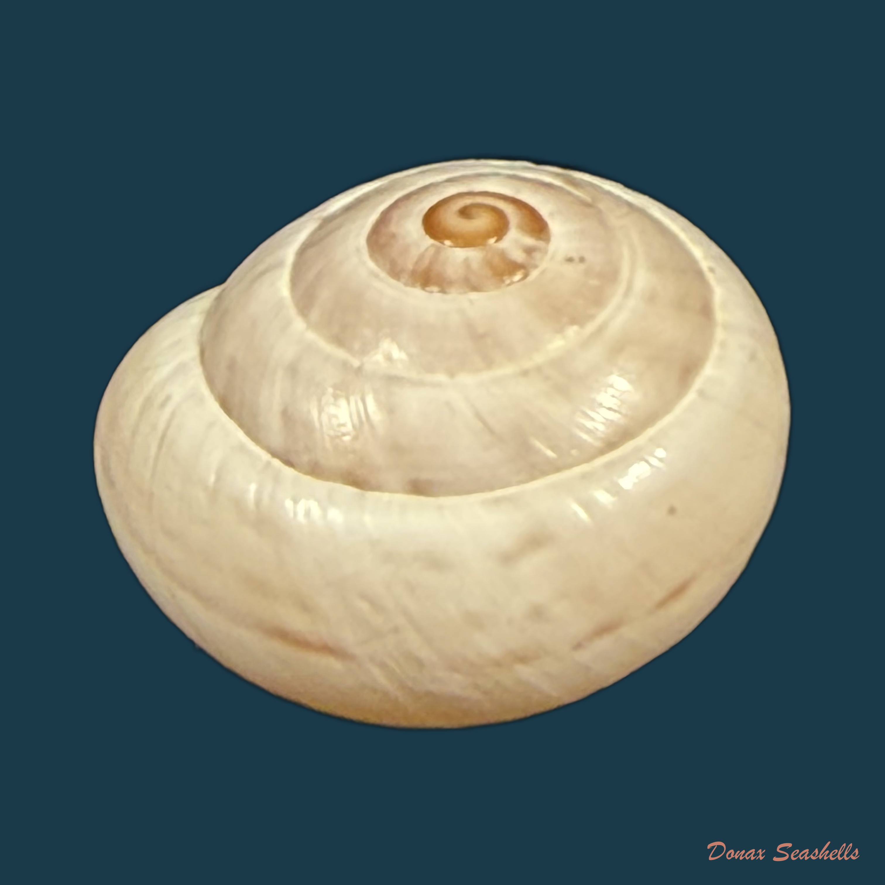 Alabastrina soluta (Michaud, 1833) - 19,1mm