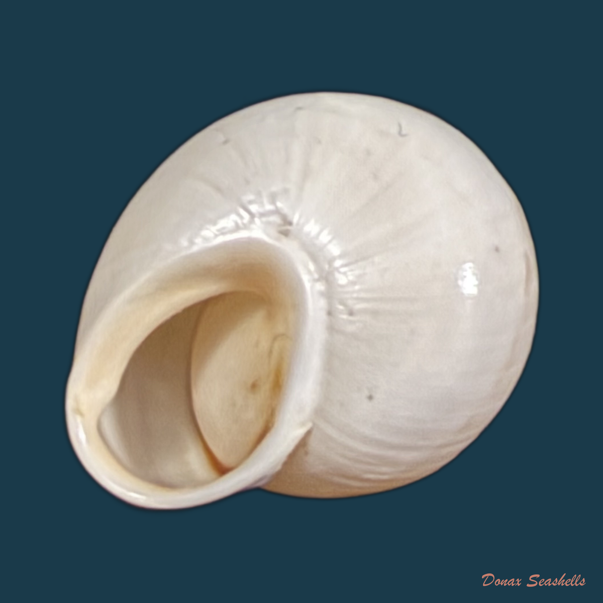 Alabastrina soluta (Michaud, 1833) - 19,1mm