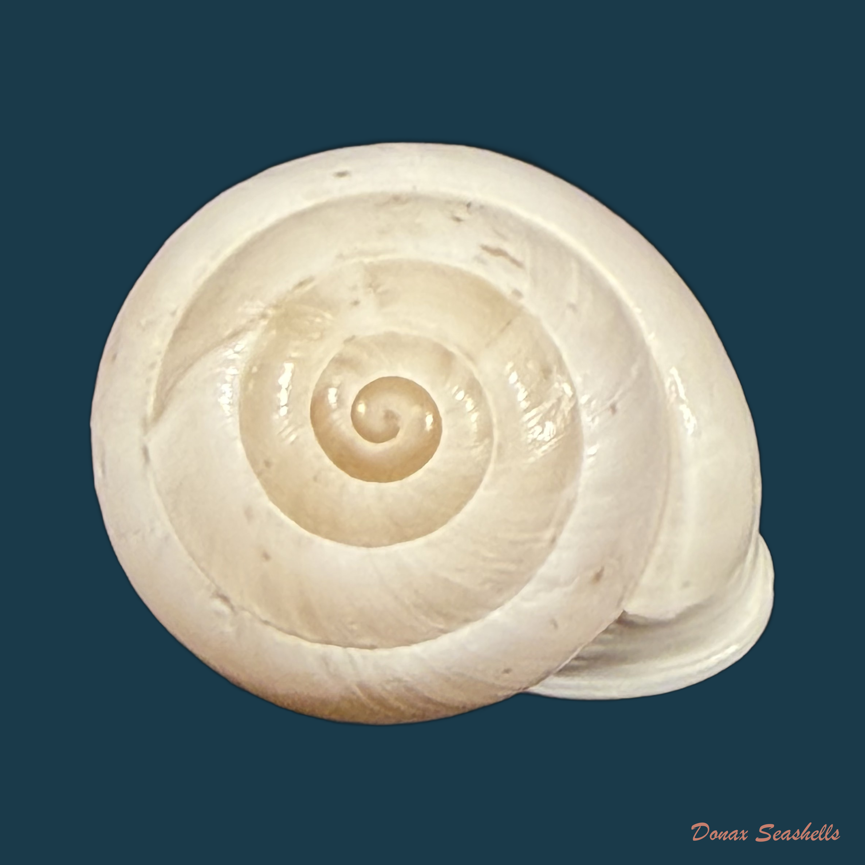 Alabastrina soluta (Michaud, 1833) - 19,8mm