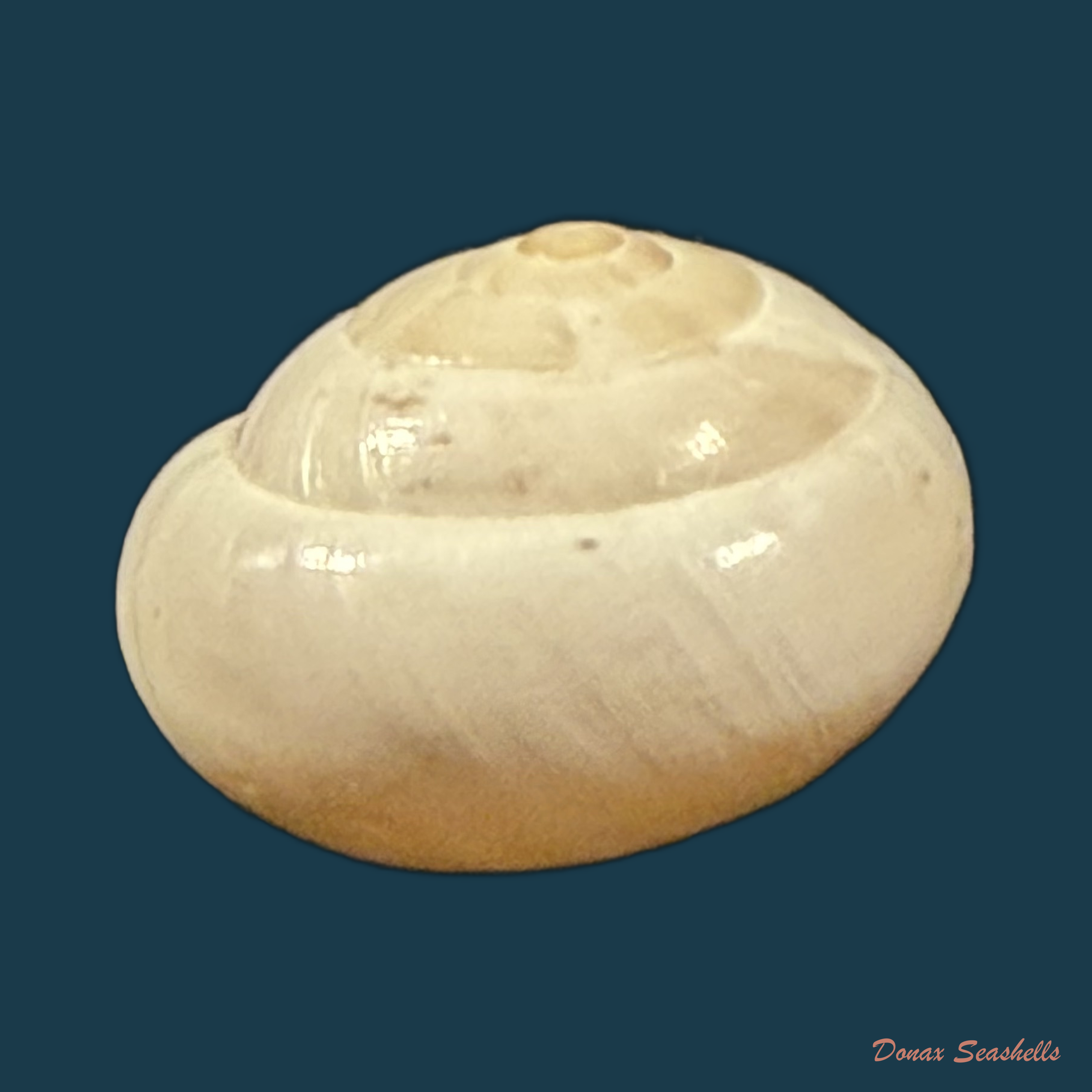 Alabastrina soluta (Michaud, 1833) - 19,8mm