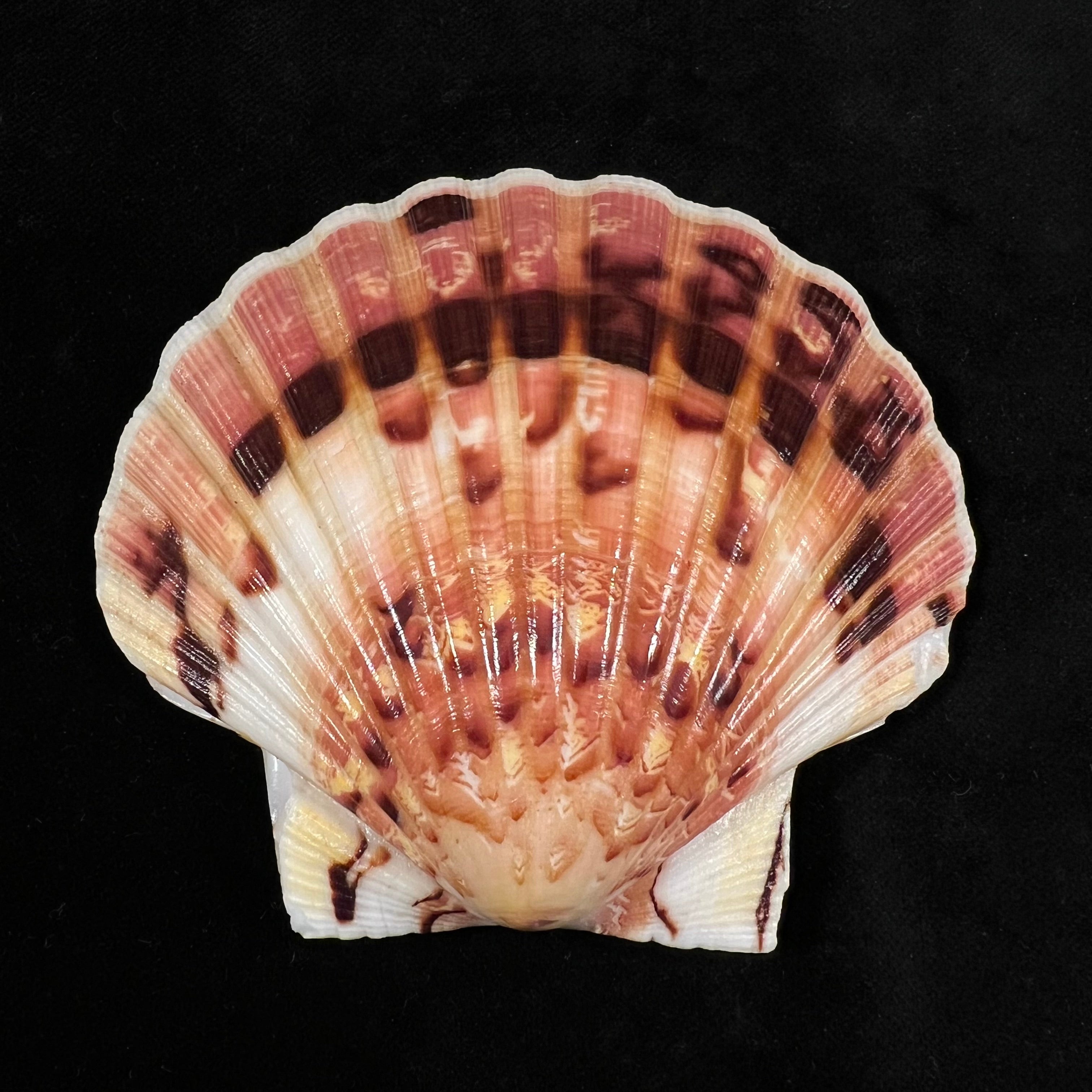 Pecten maximus (Linnaeus, 1758) - 85,3mm