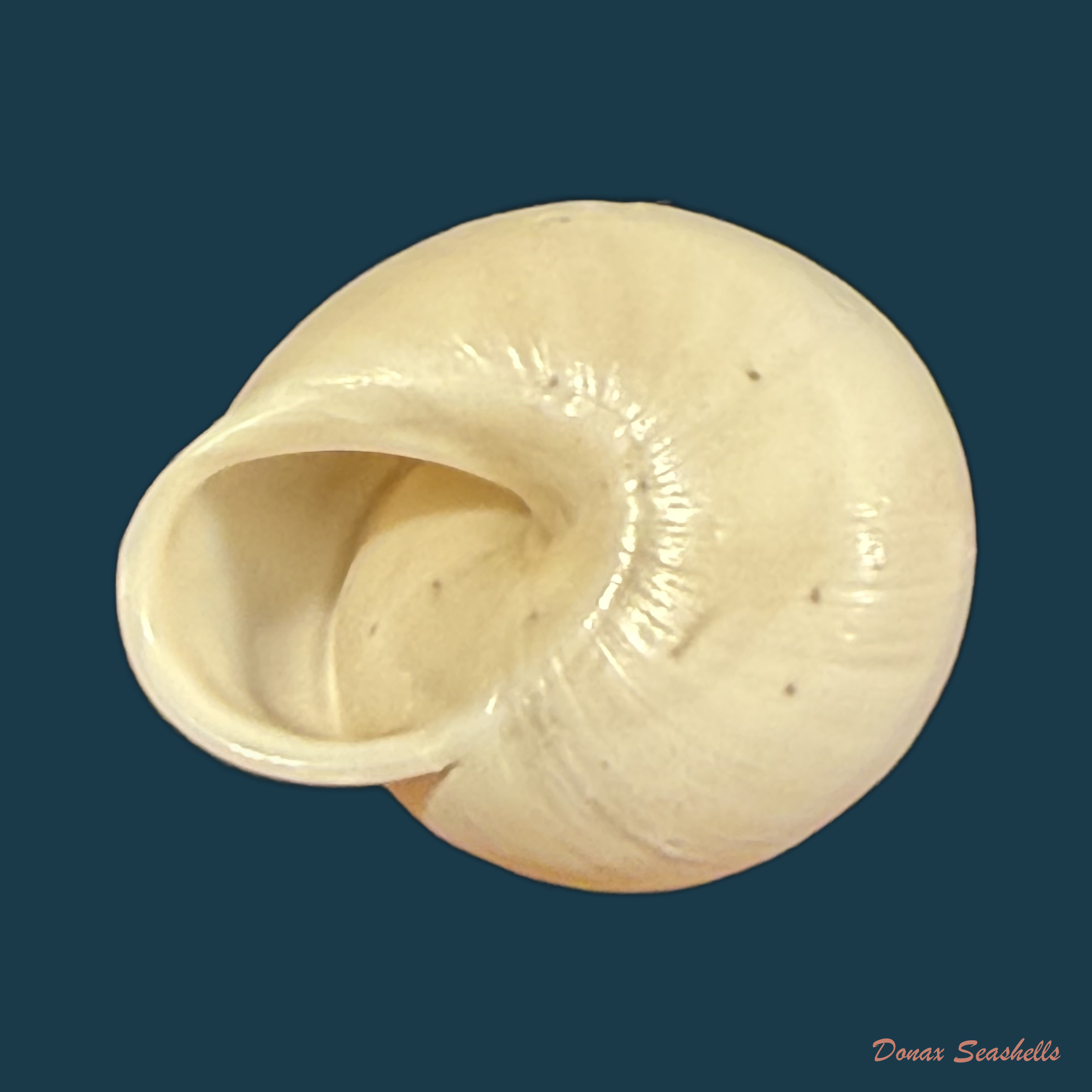Alabastrina soluta (Michaud, 1833) - 19,8mm