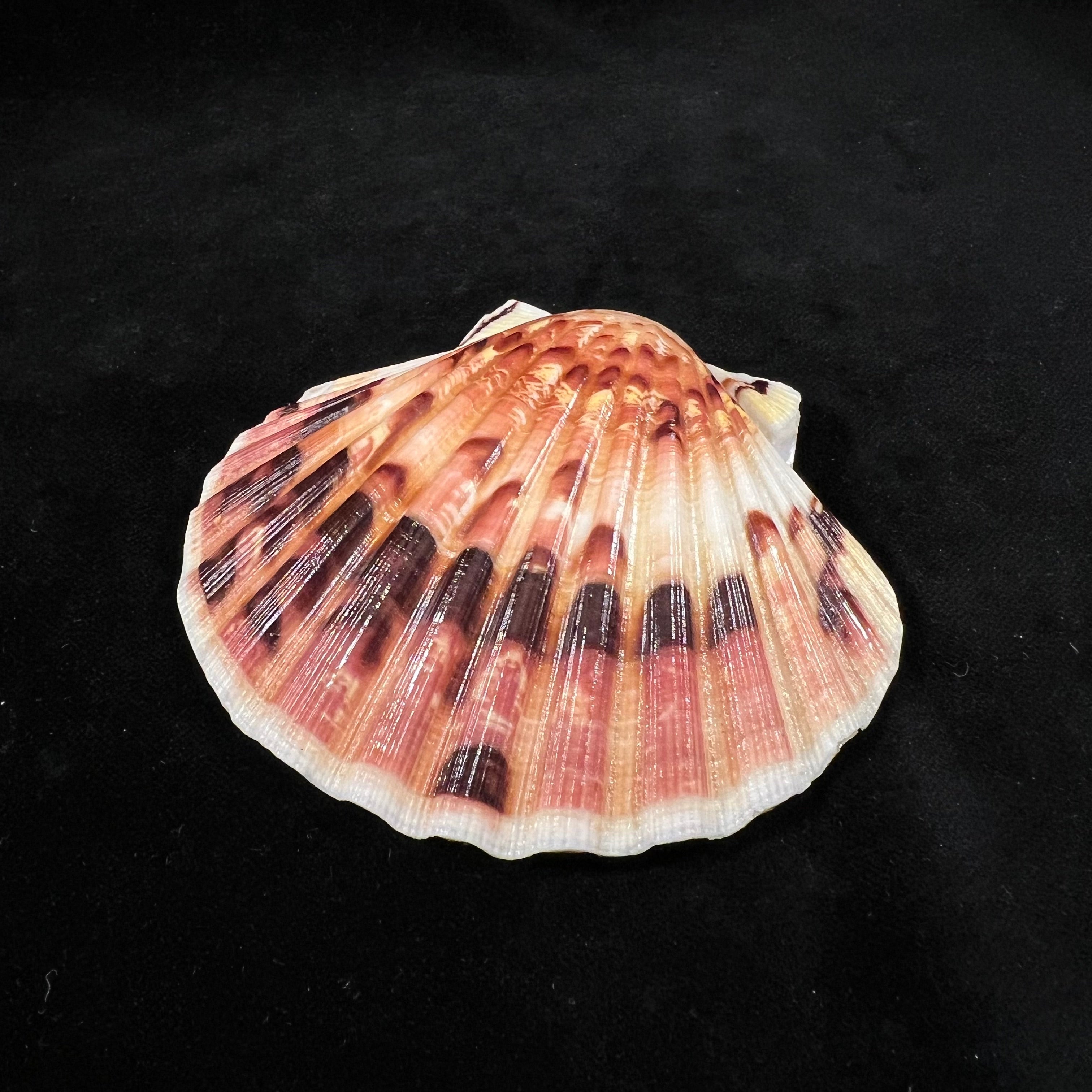 Pecten maximus (Linnaeus, 1758) - 85,3mm