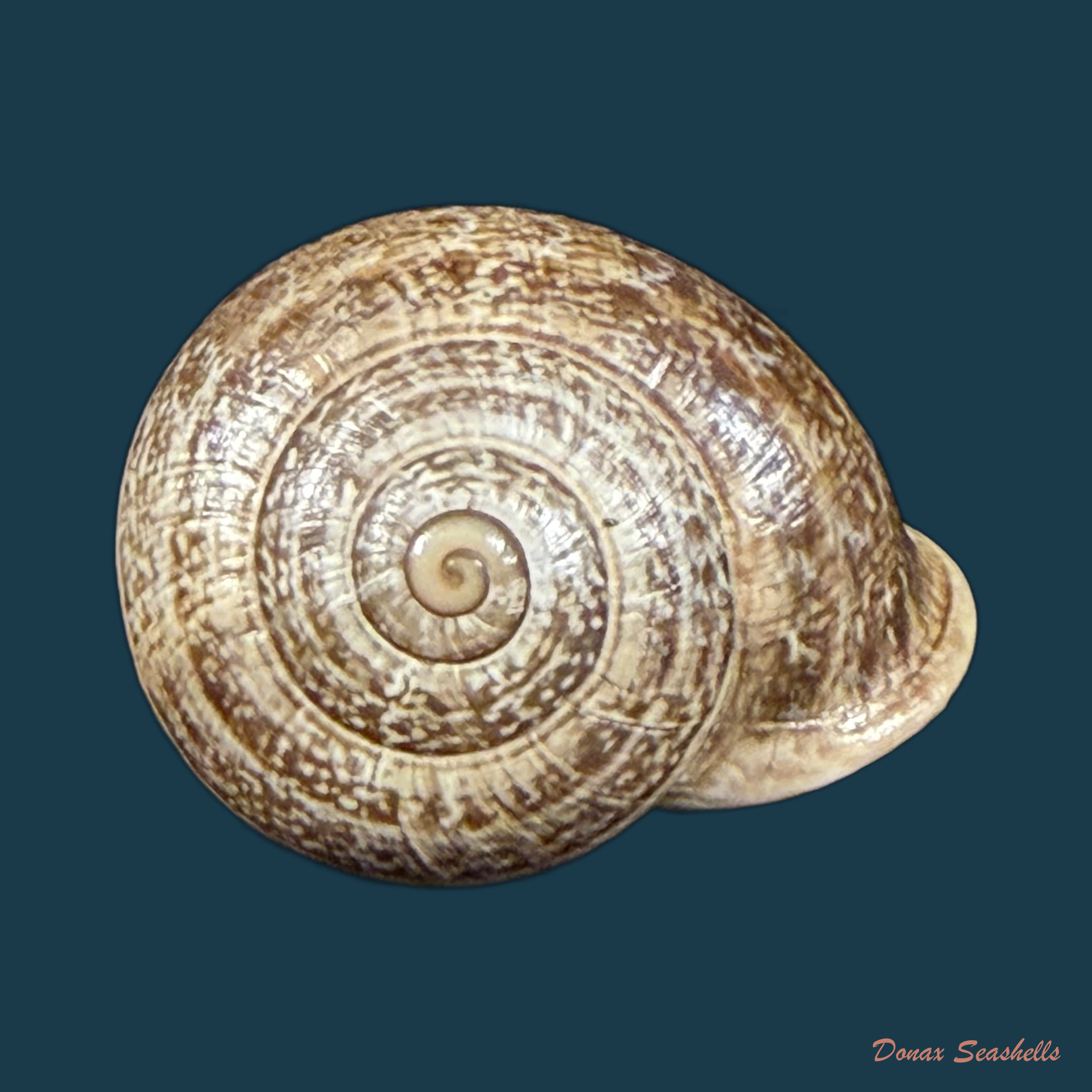 Otala lactea (O. F. Müller, 1774) - 23,7mm