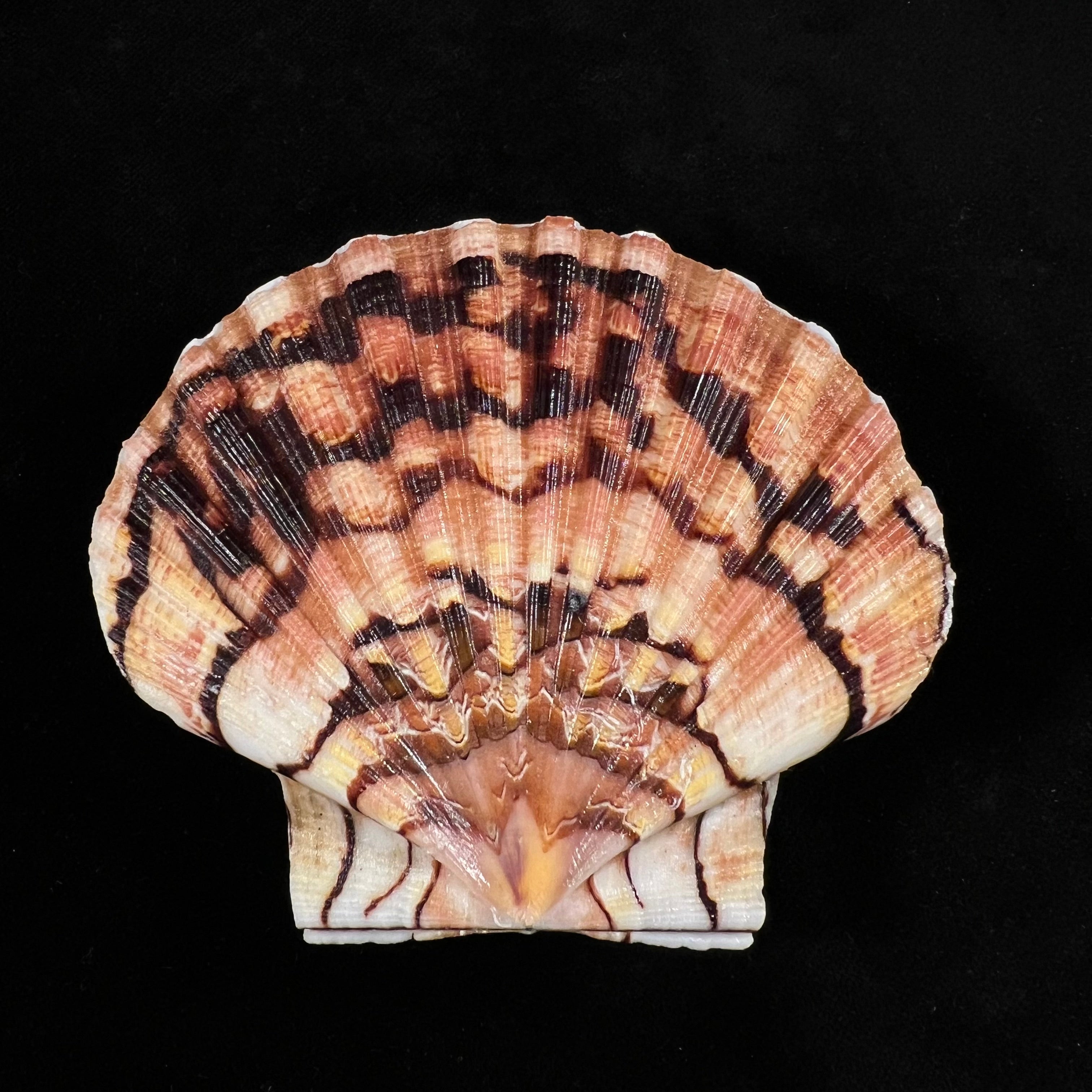 Pecten maximus (Linnaeus, 1758) - 85,3mm