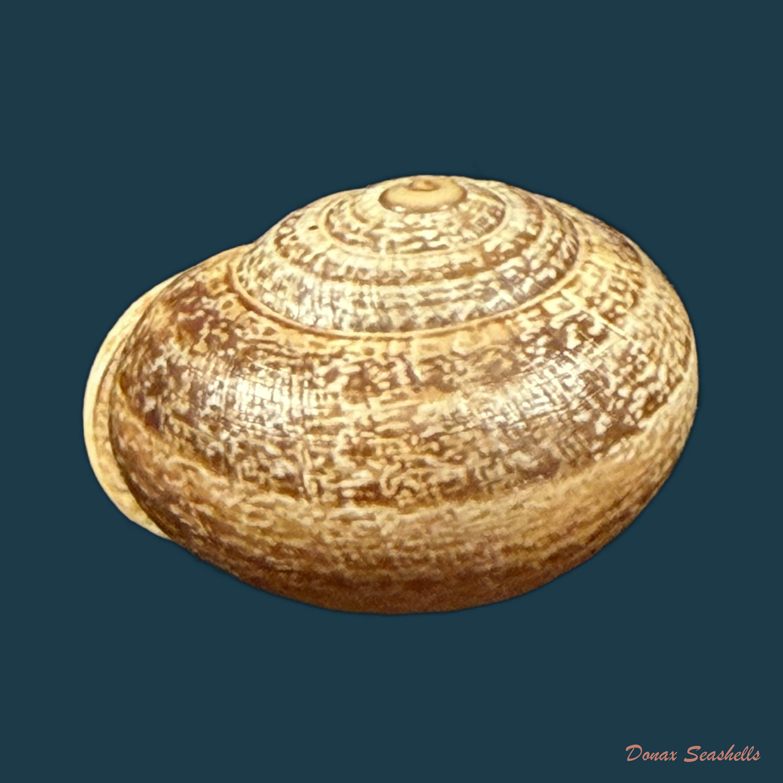 Otala lactea (O. F. Müller, 1774) - 23,7mm