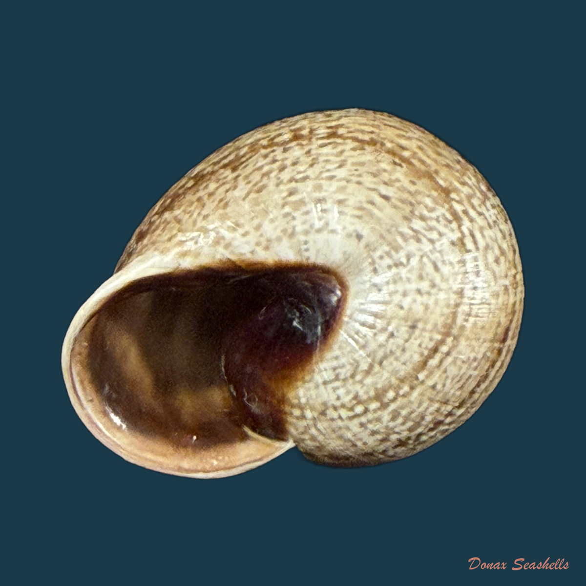 Otala lactea (O. F. Müller, 1774) - 23,7mm