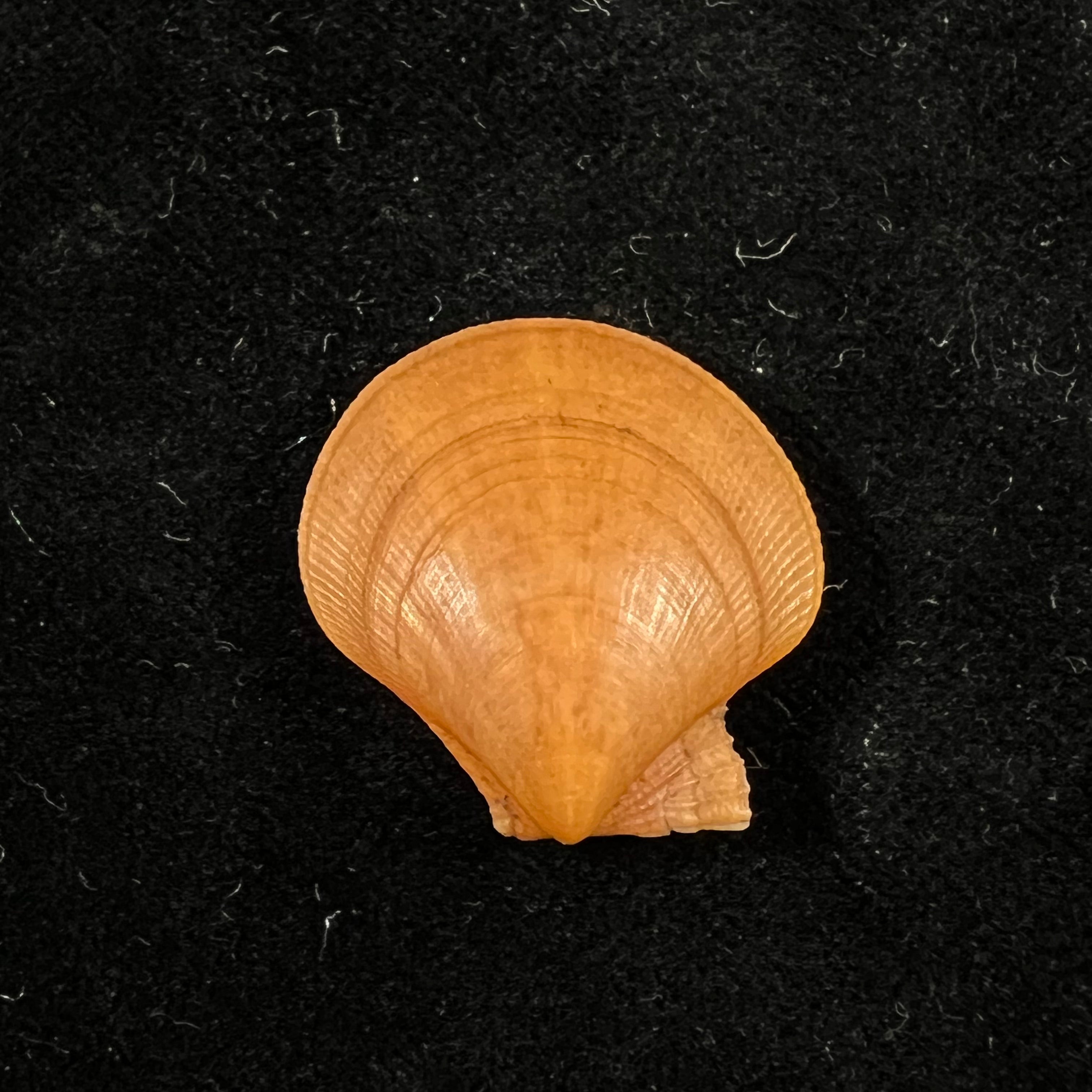 Palliolum tigerinum (O. F. Müller, 1776) - 24,6mm