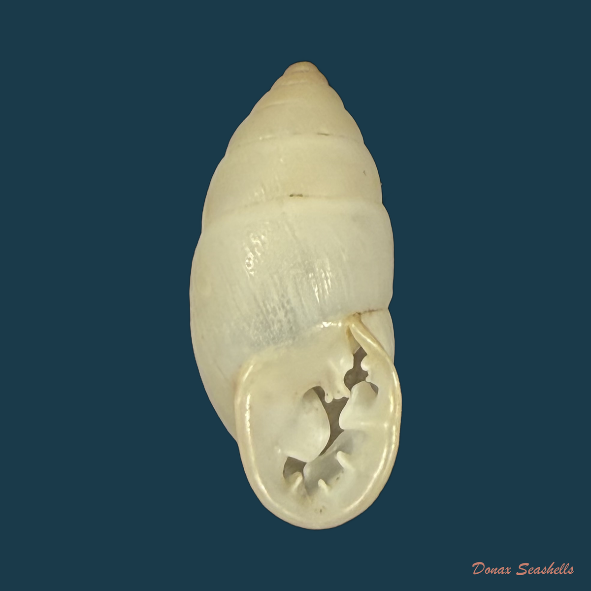 Plagiodontes dentatus (W. Wood, 1828) - 20,4mm