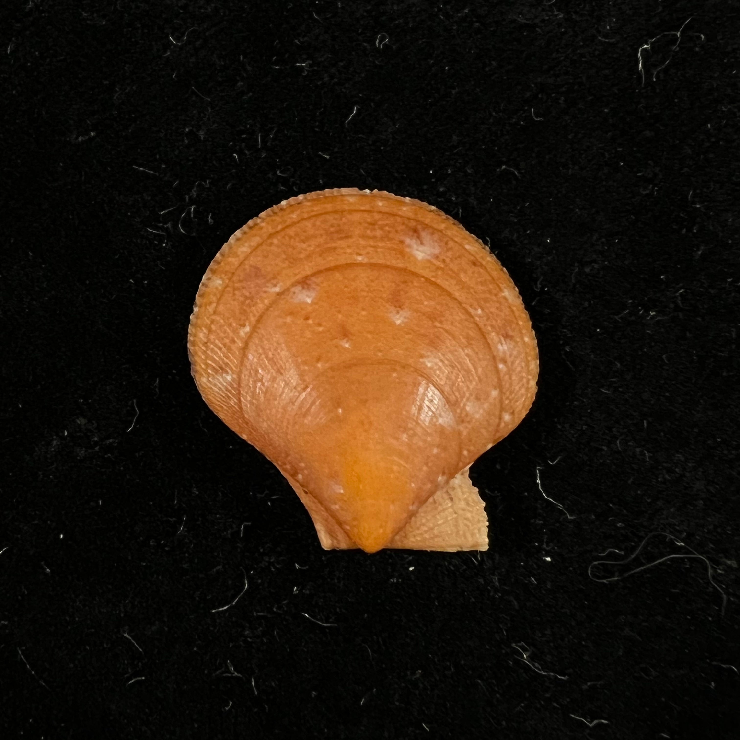 Palliolum tigerinum (O. F. Müller, 1776) - 25mm