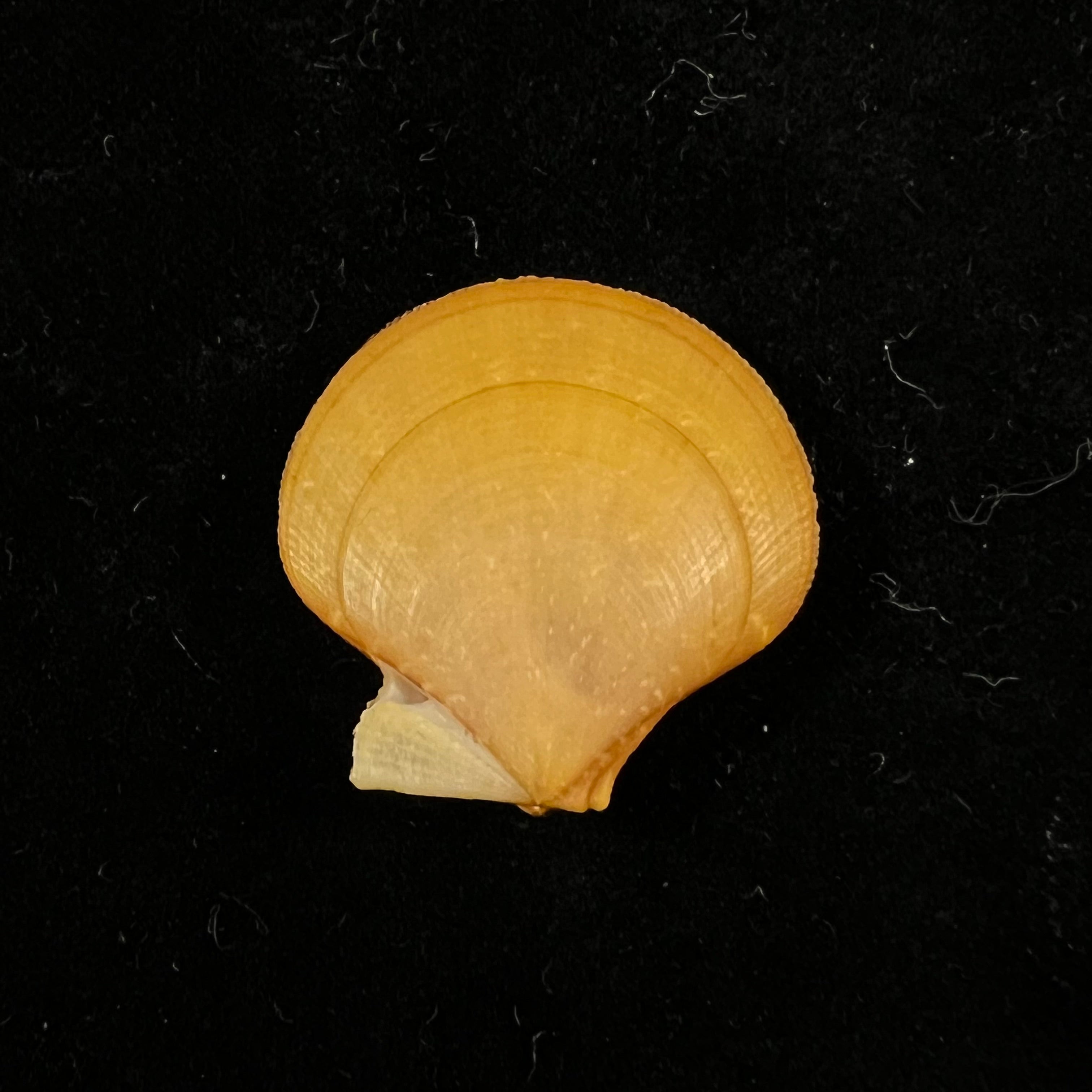 Palliolum tigerinum (O. F. Müller, 1776) - 26,2mm