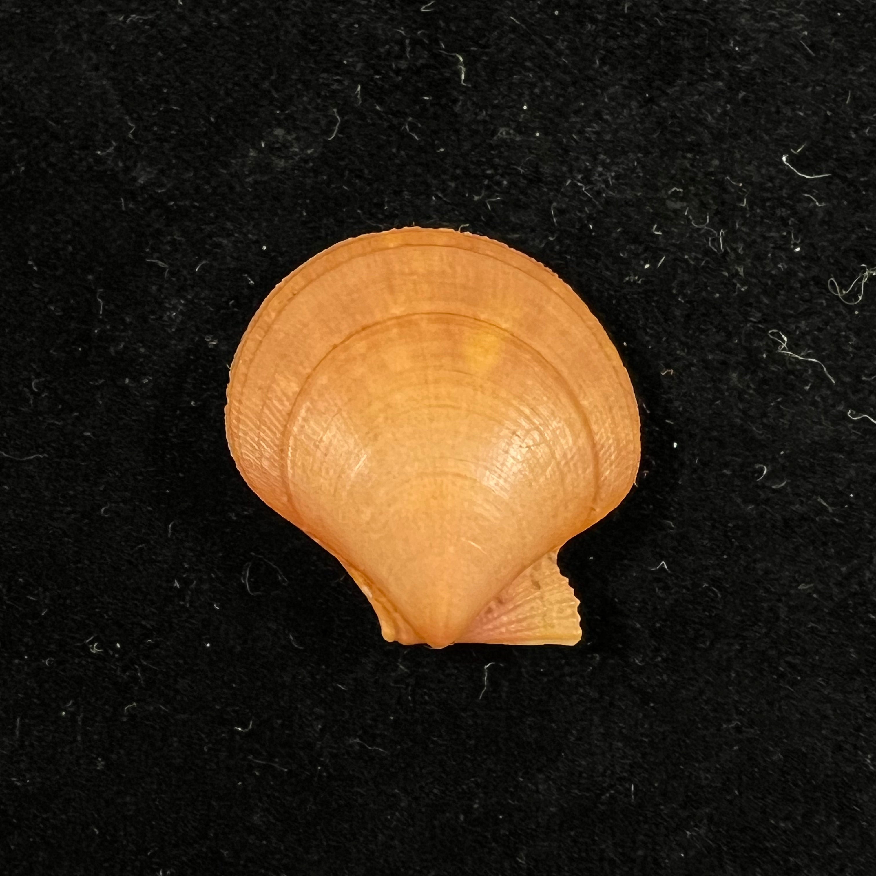 Palliolum tigerinum (O. F. Müller, 1776) - 26,2mm