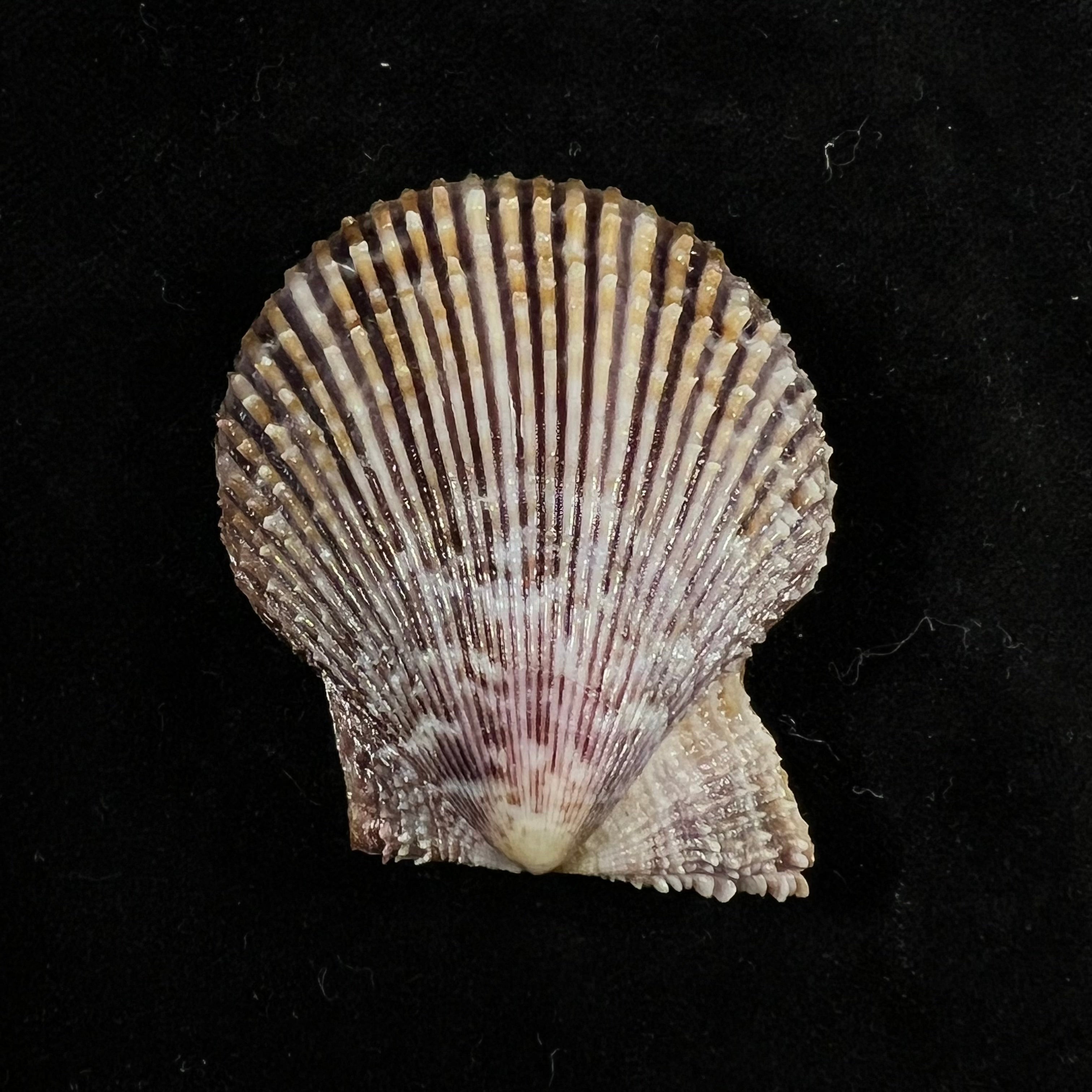 Mimachlamys varia (Linnaeus, 1758) - 48,2mm