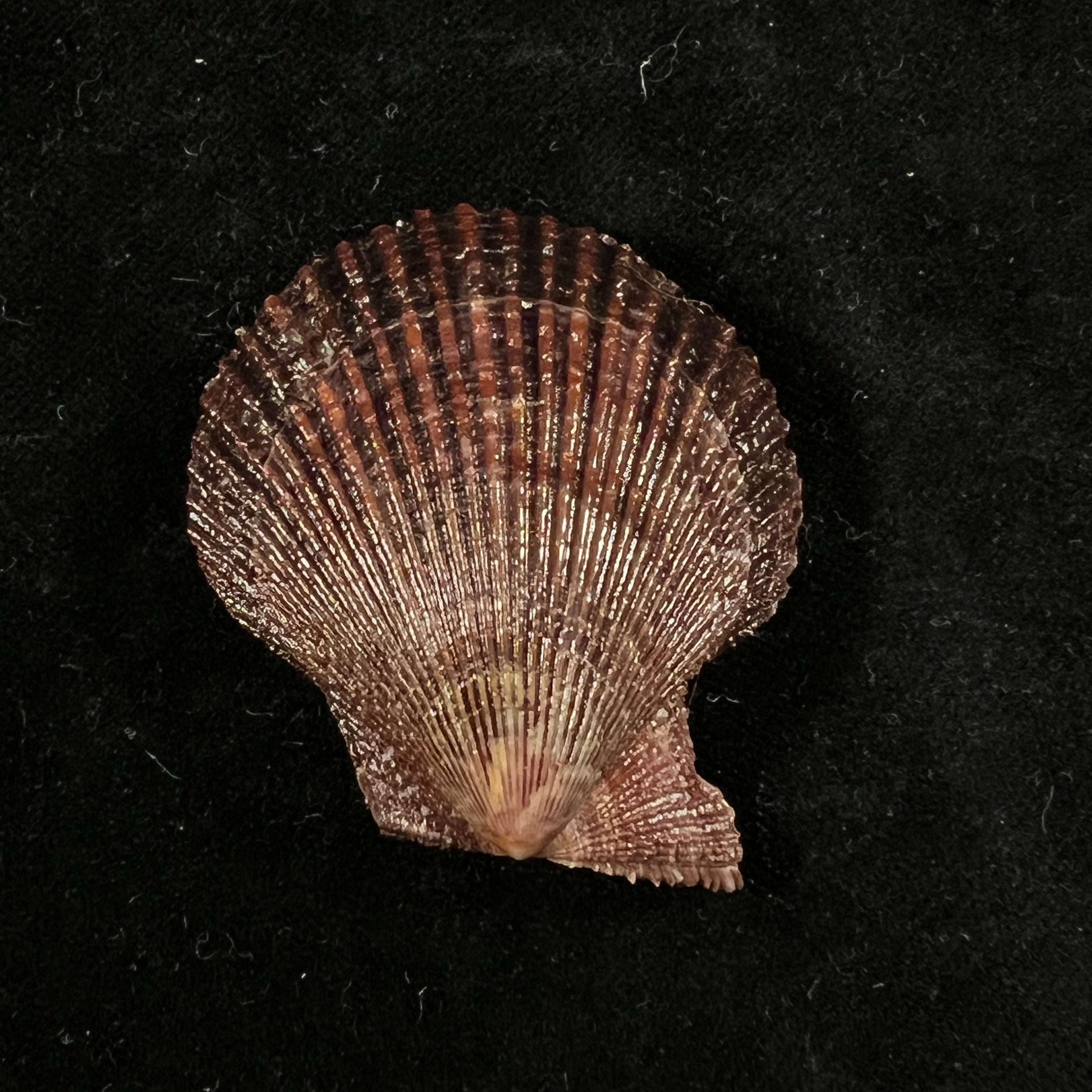 Mimachlamys varia (Linnaeus, 1758) - 45,1mm