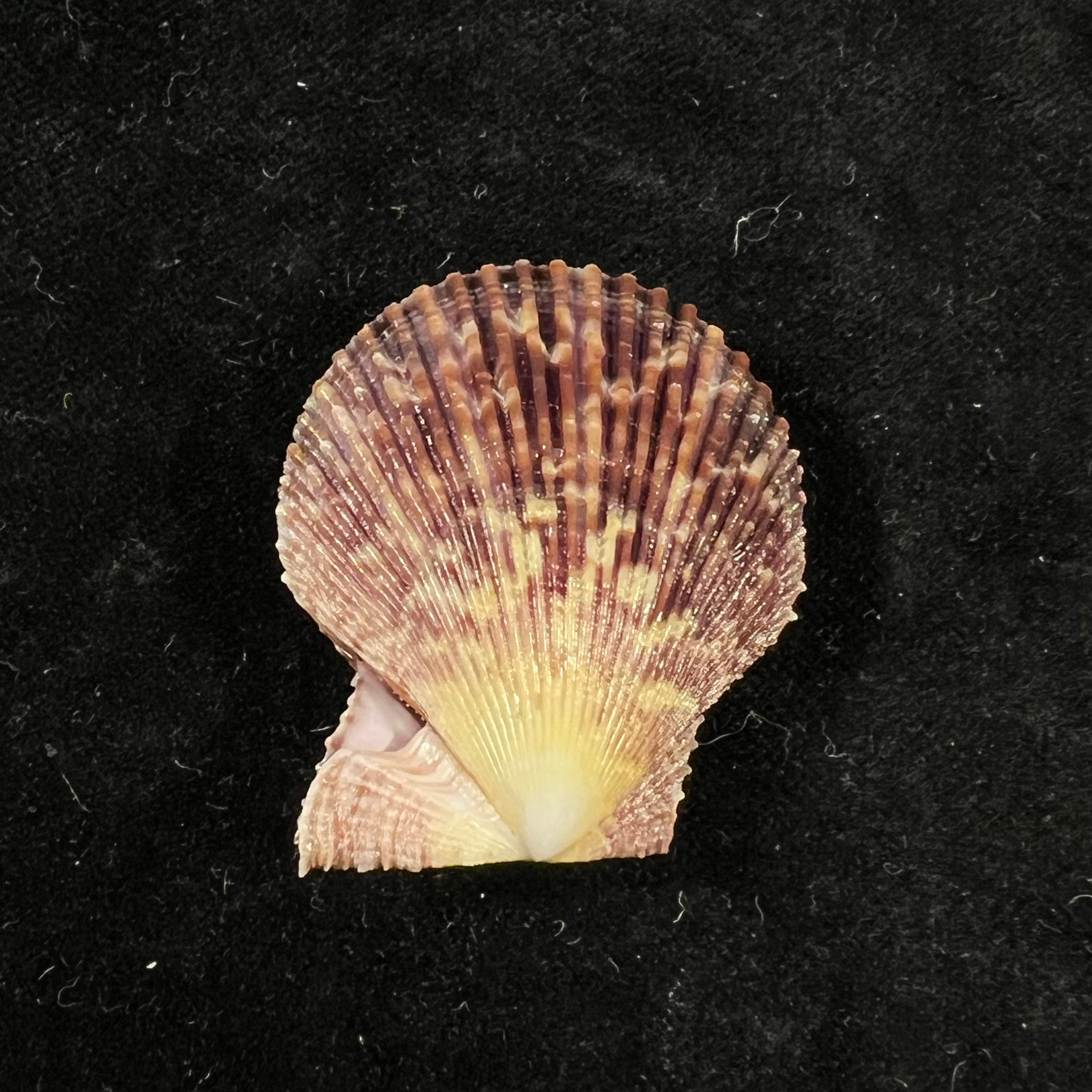 Mimachlamys varia (Linnaeus, 1758) - 40,1mm