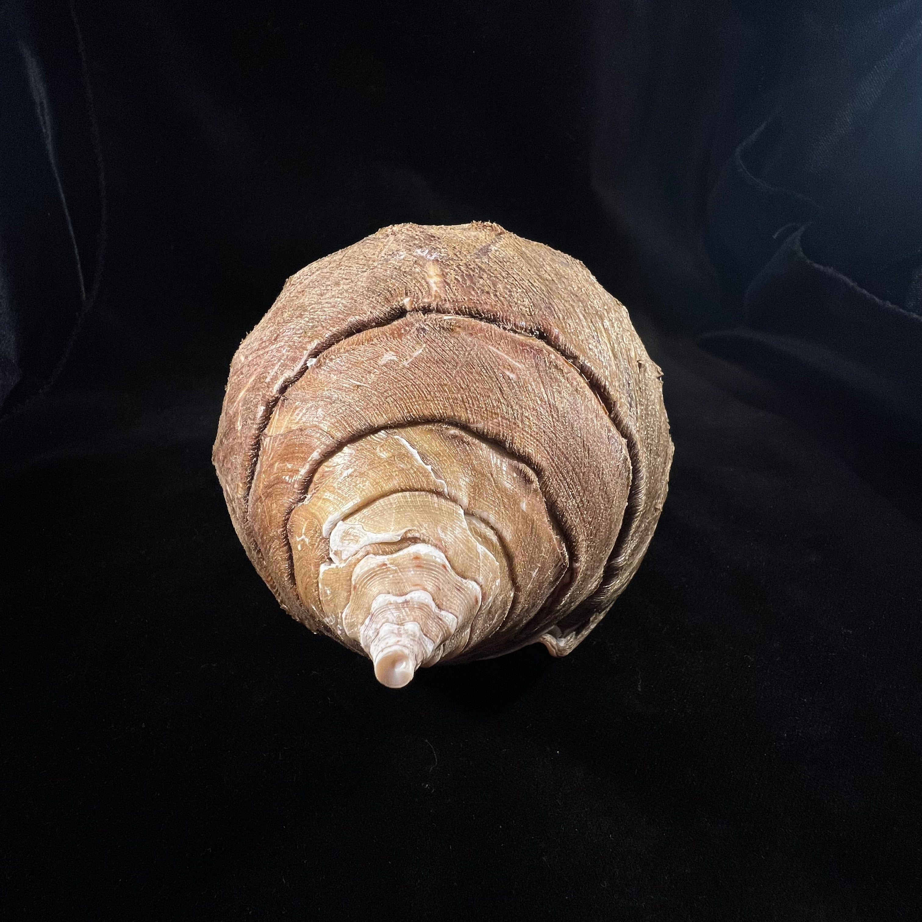 Turbinella pyrum (Linnaeus, 1767) - 227,3mm