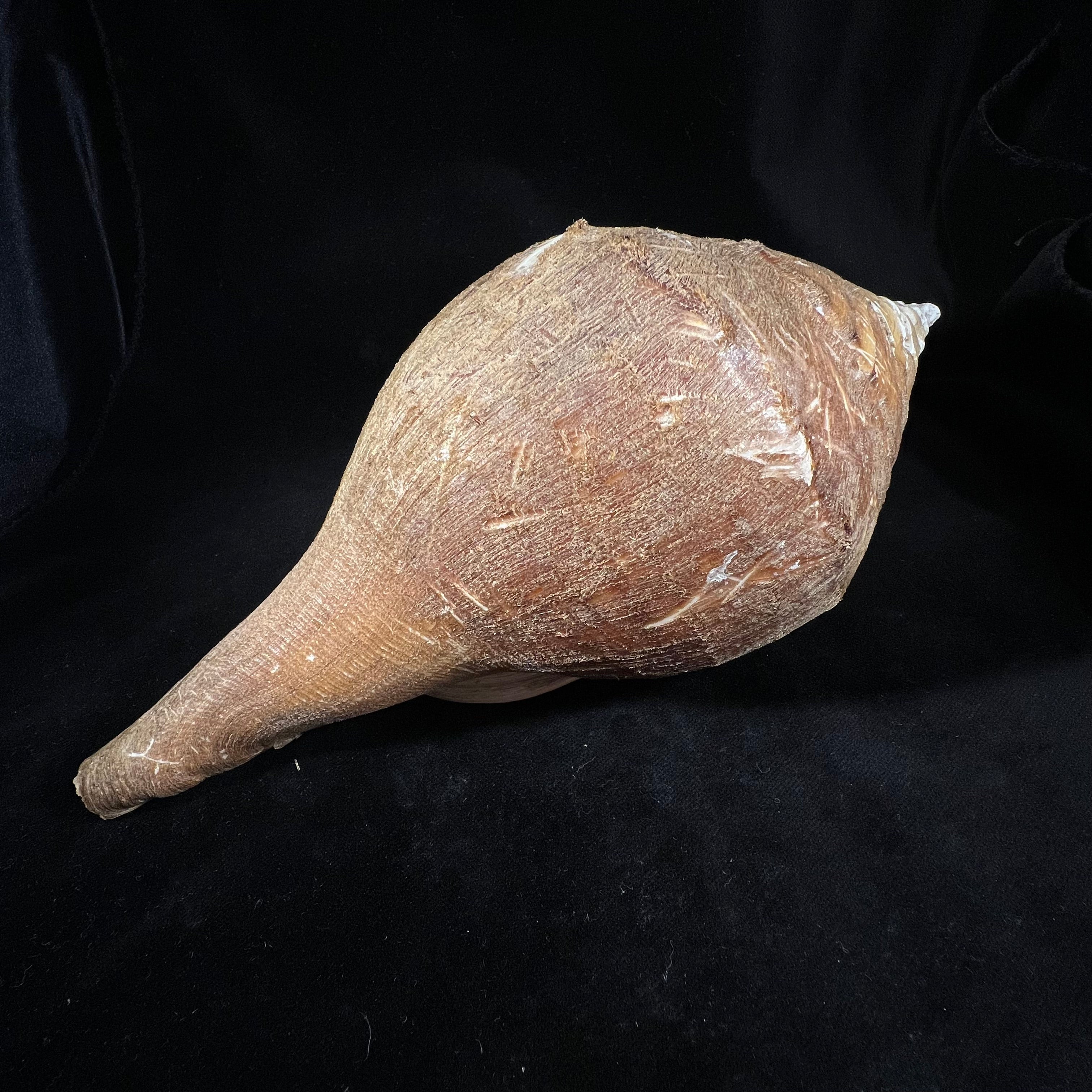 Turbinella pyrum (Linnaeus, 1767) - 227,3mm