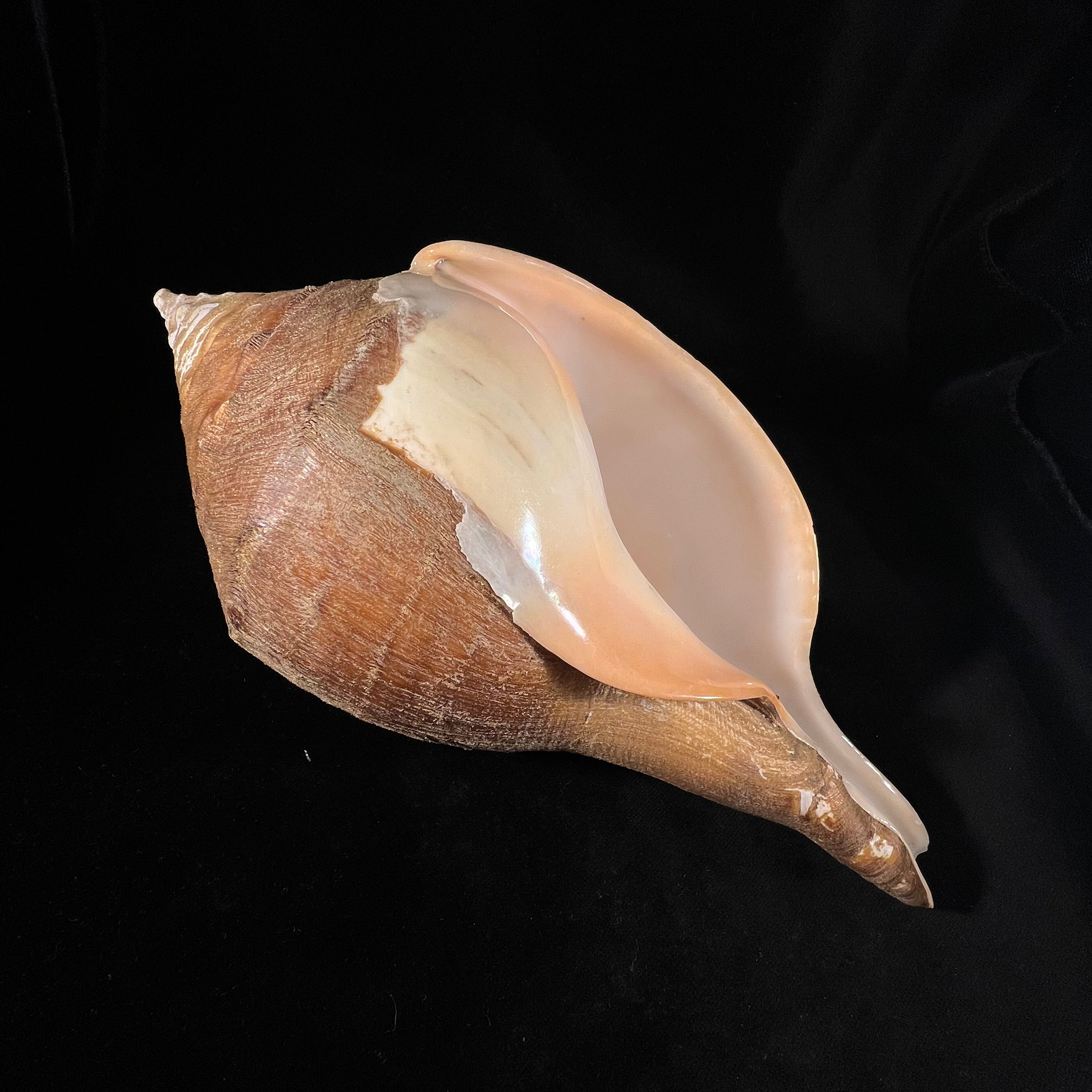 Turbinella pyrum (Linnaeus, 1767) - 227,3mm