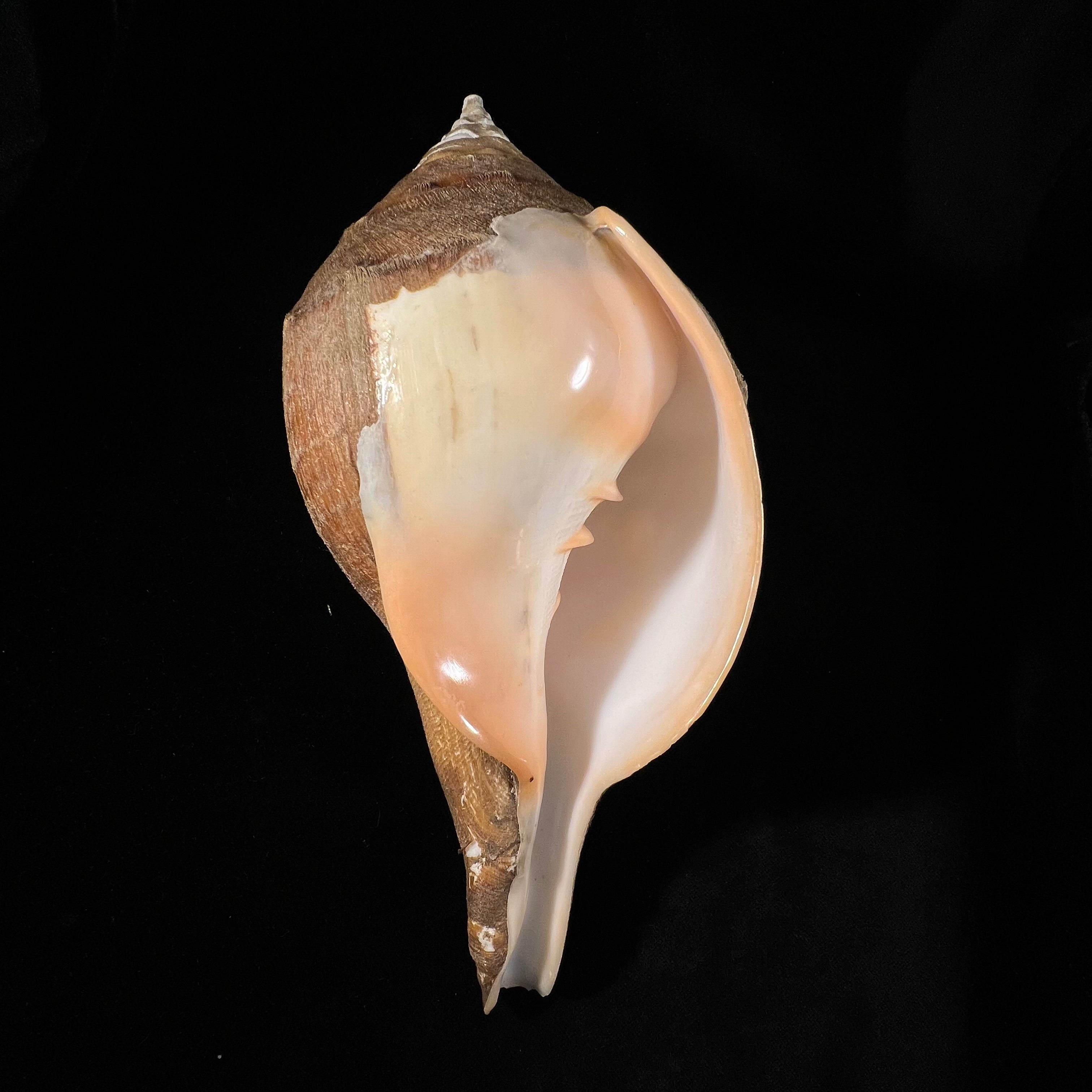Turbinella pyrum (Linnaeus, 1767) - 227,3mm
