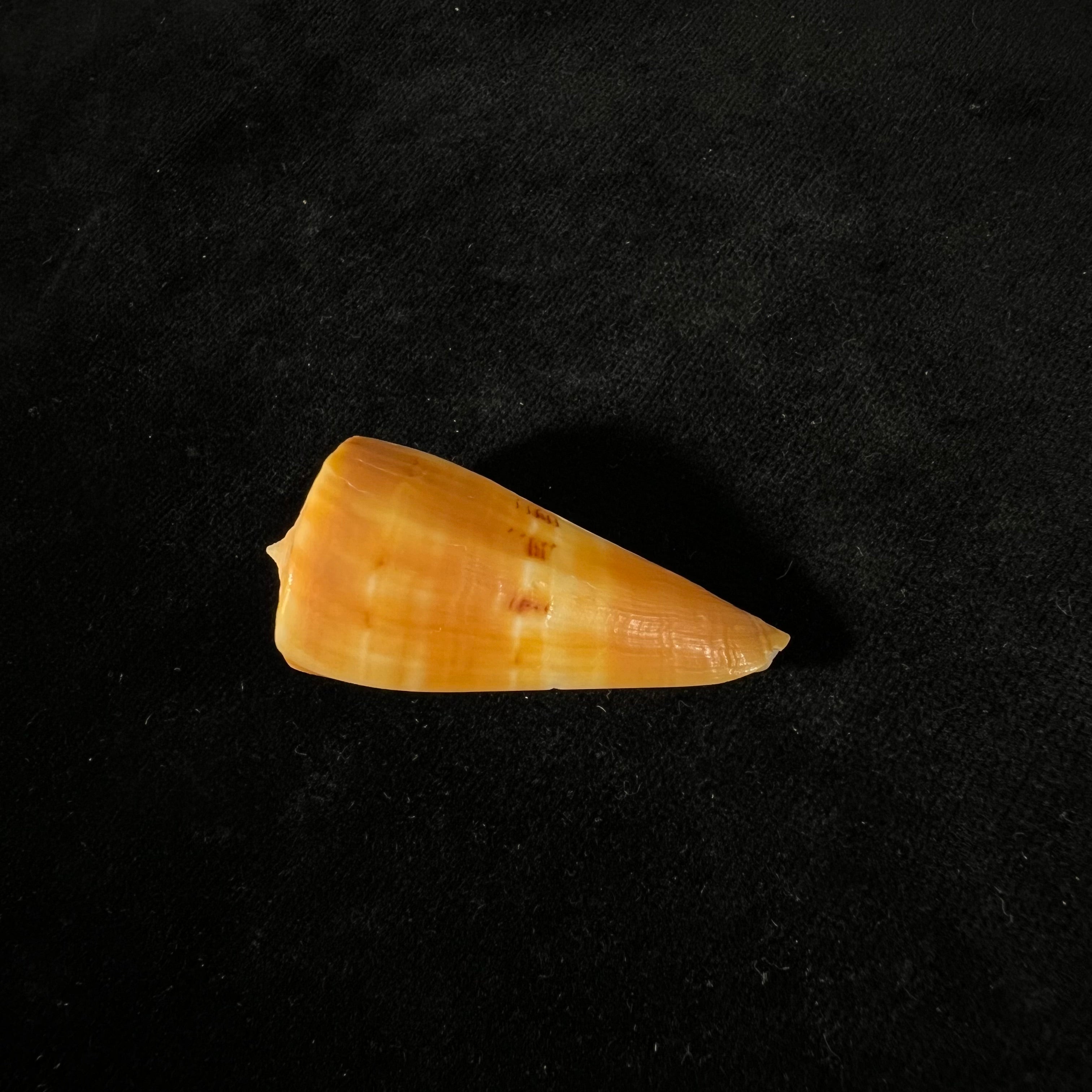 Conus valentinae (D. Monteiro & A. Monteiro, 2024) - 46,5mm