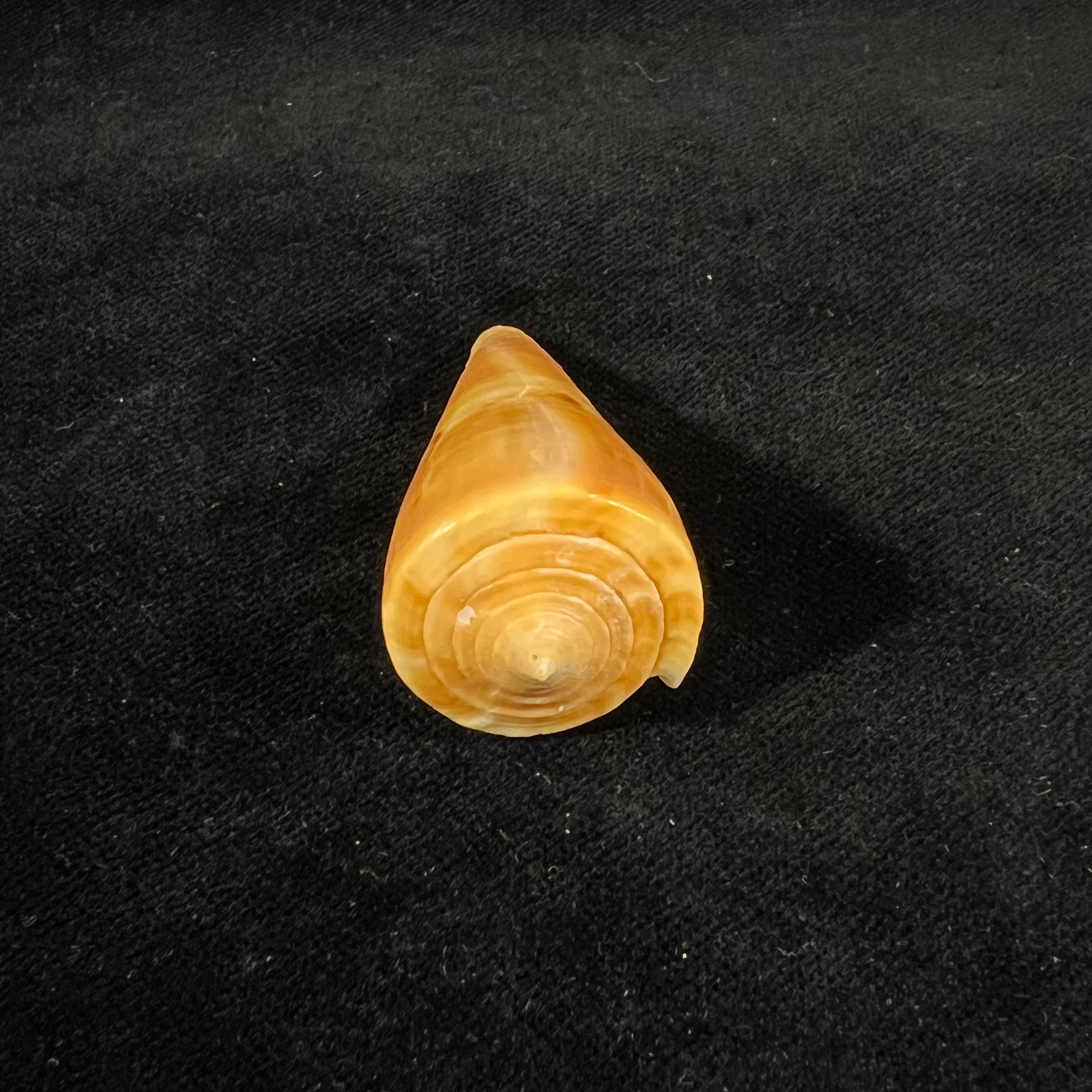 Conus valentinae (D. Monteiro & A. Monteiro, 2024) - 46,5mm